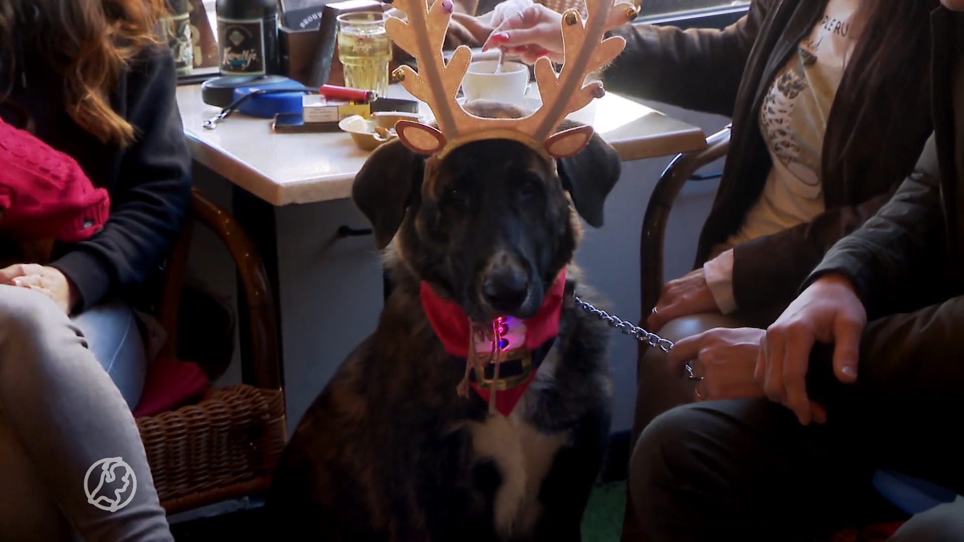 Kerstdiner voor honden in Heusden: 'Haricots verts op een bedje van noedels'