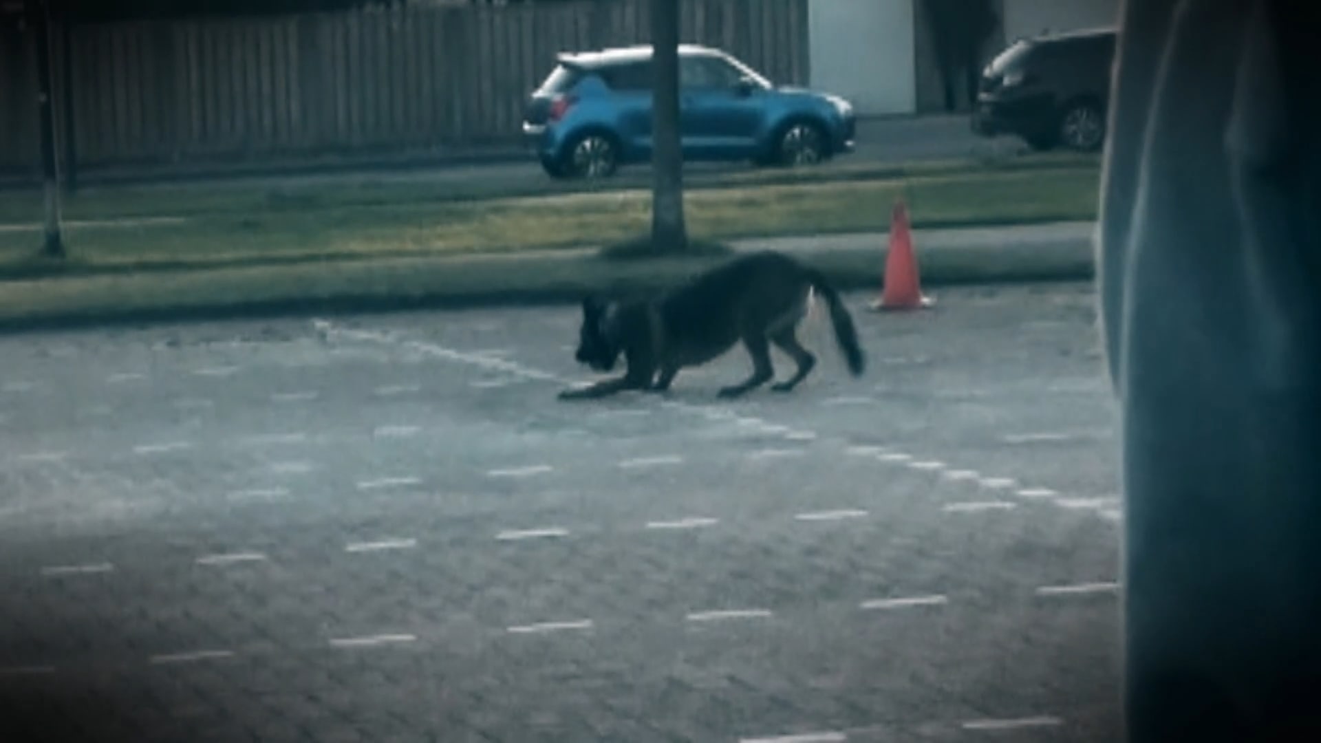 Hond krijgt stroomschok van hondentrainer