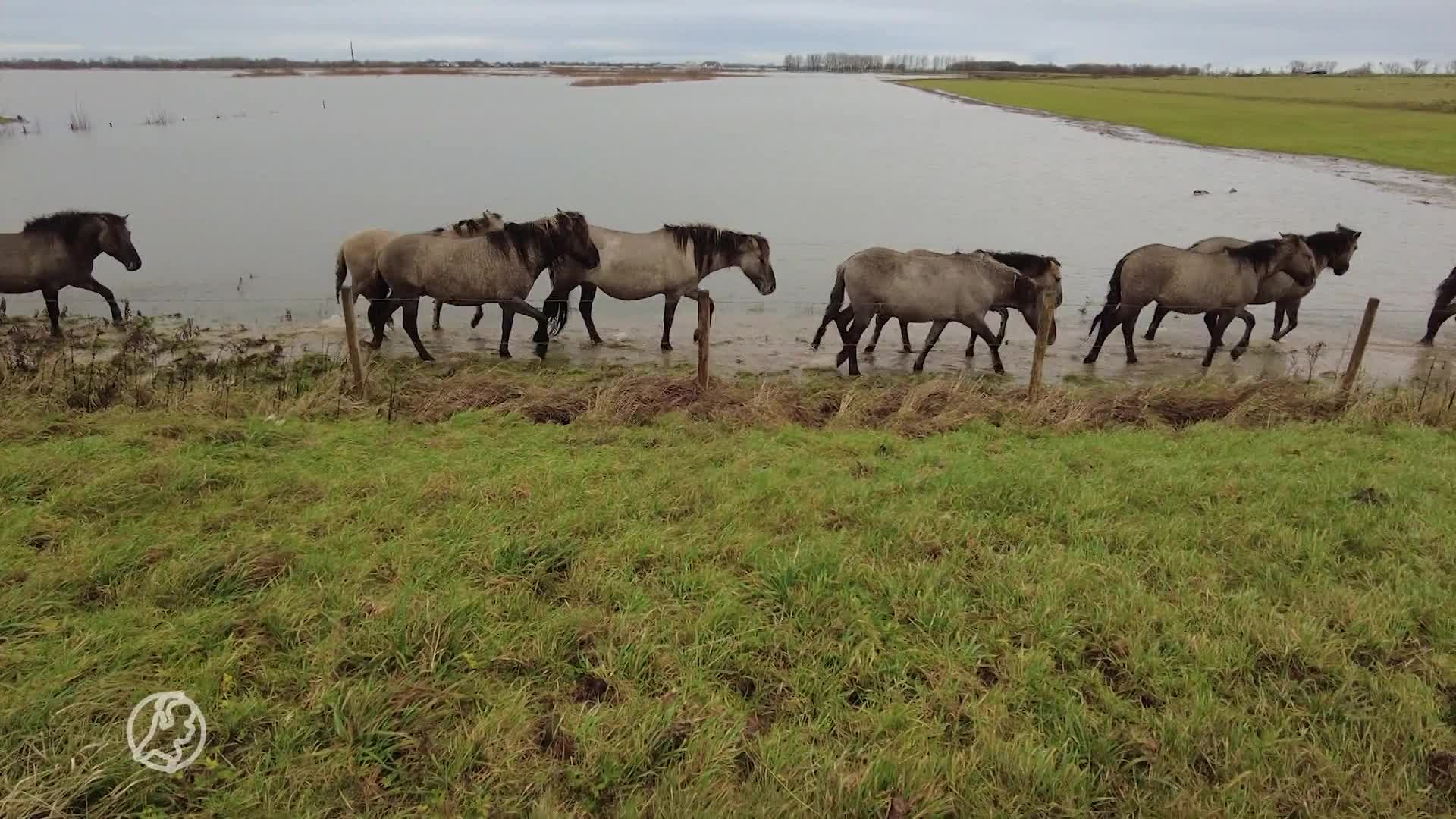 Grote reddingsactie op poten gezet om paarden en runderen van hoogwater te redden