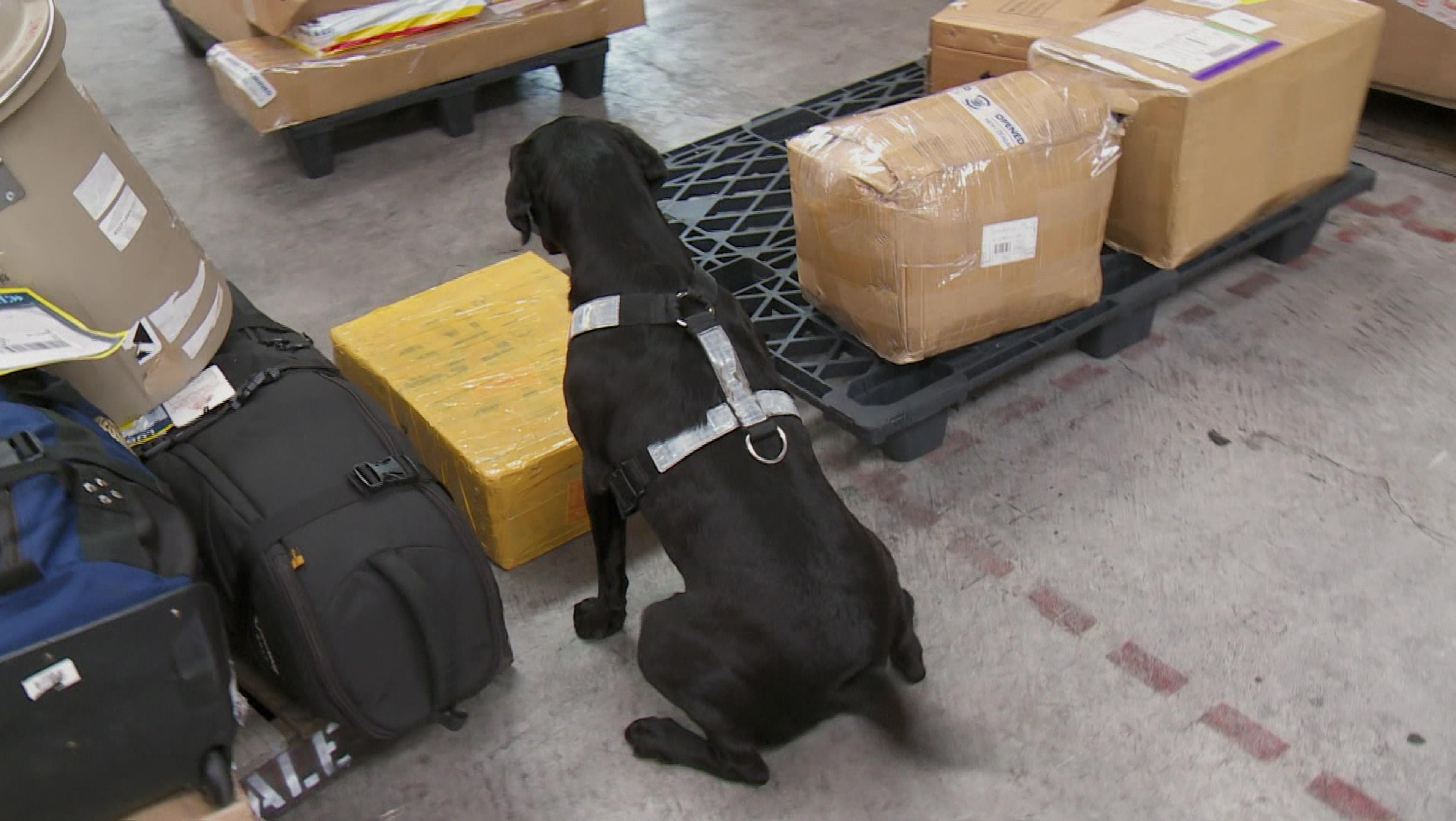Border Security: Dog Patrol