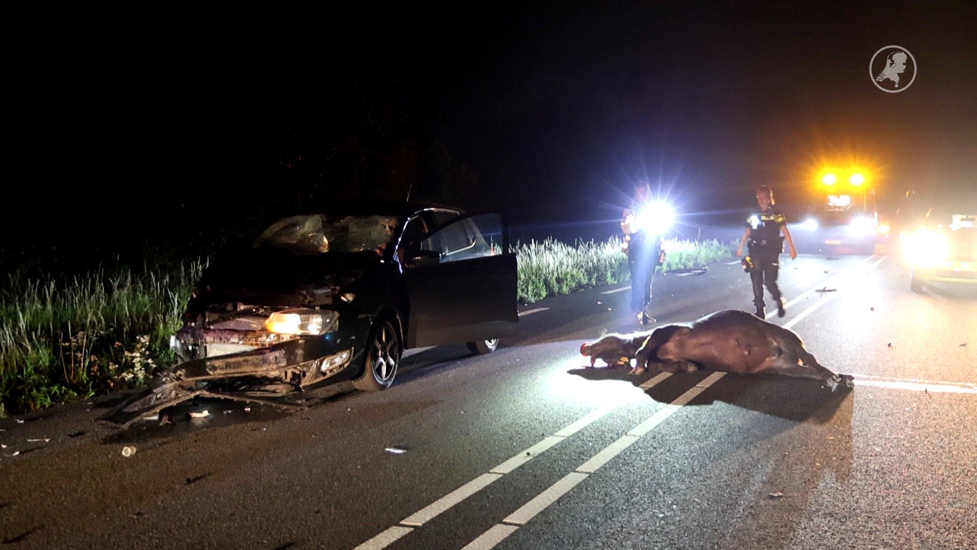 Drie koeien dood bij aanrijding met auto op N246