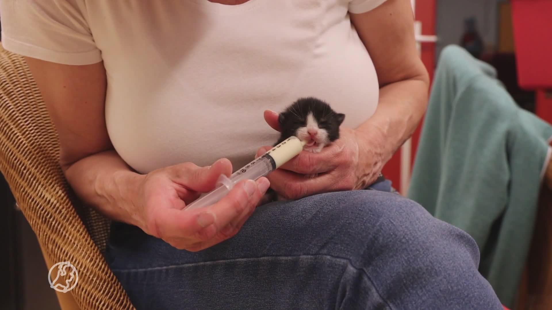 Gedumpte kittens net op tijd gered: 'Hadden de nacht niet overleefd'