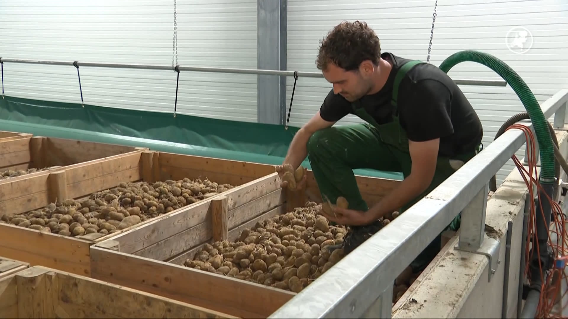 Enorm aardappeloverschot, ruim miljoen kilogram ligt te verpieteren