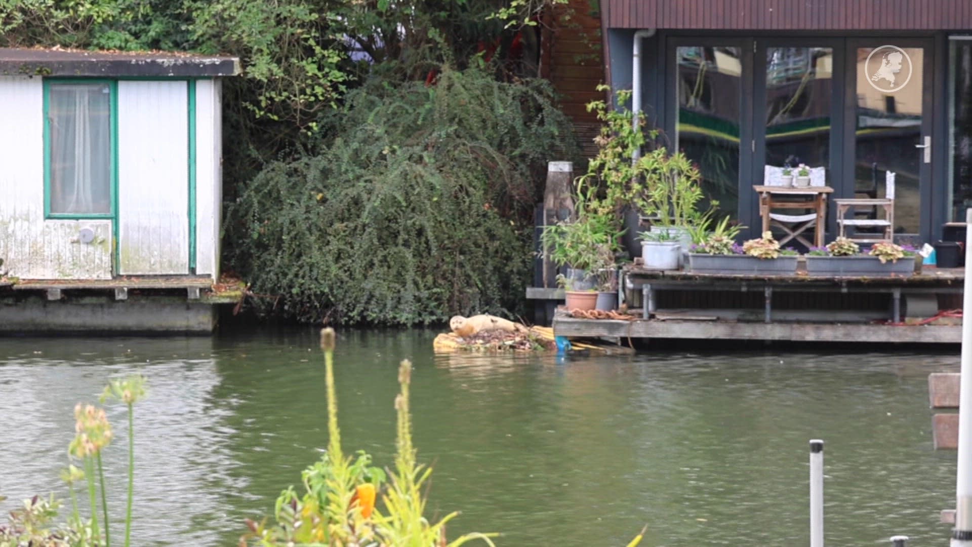 Zeehond in het water in Utrecht
