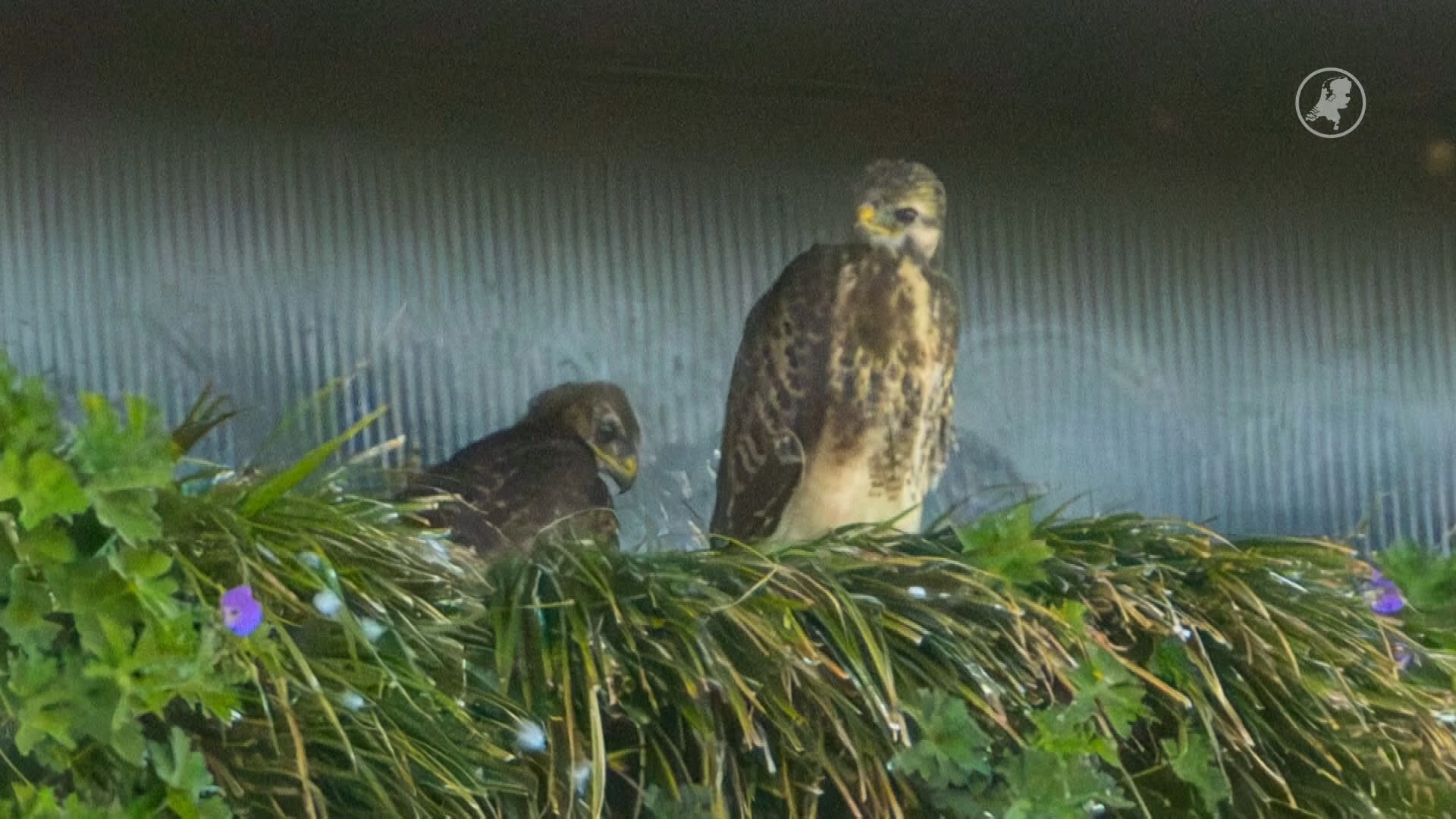 Verrassend nest: buizerds kiezen bedrijfspand in Hoofddorp