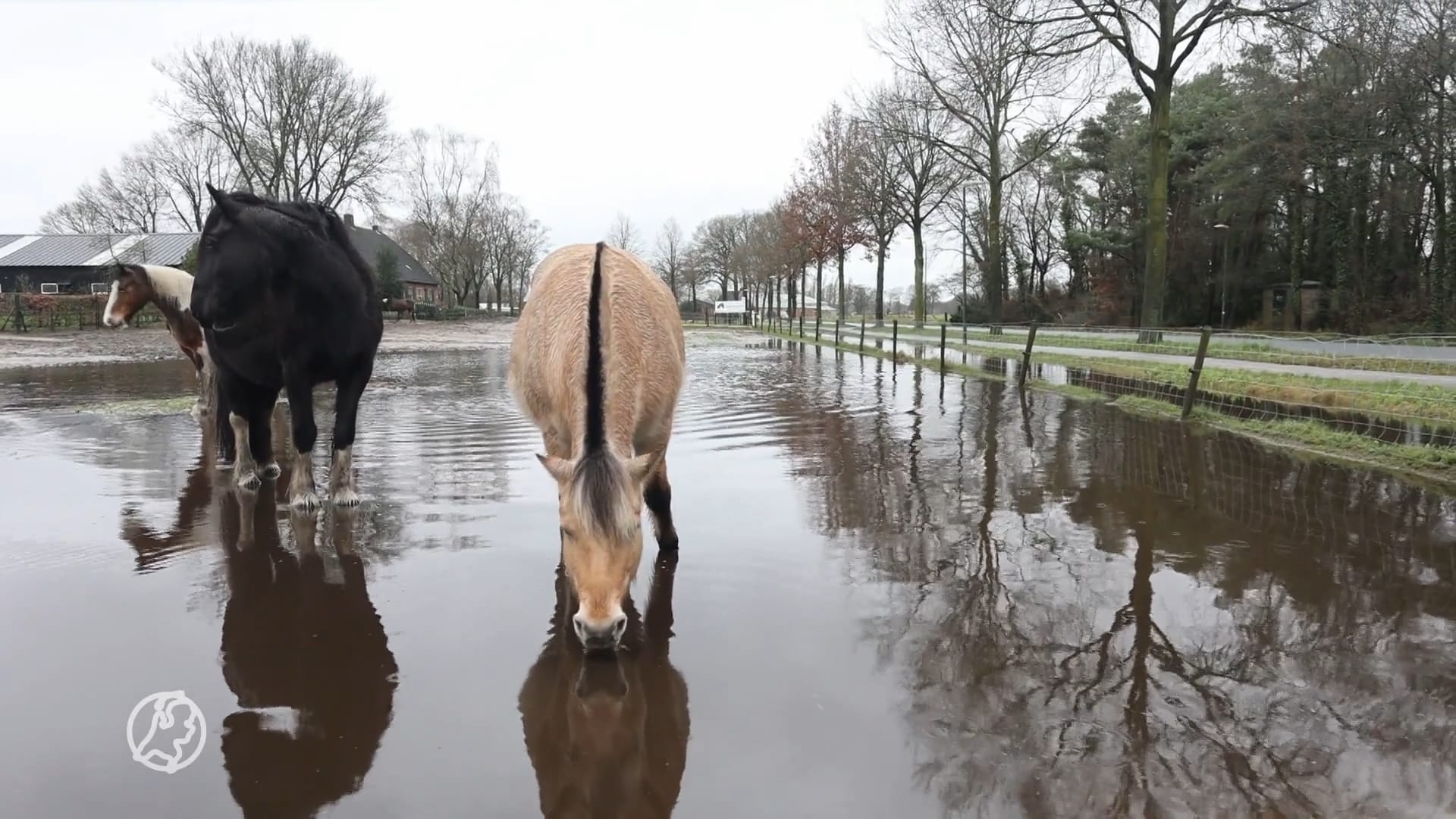 Hoogwater en watertrappelende paarden