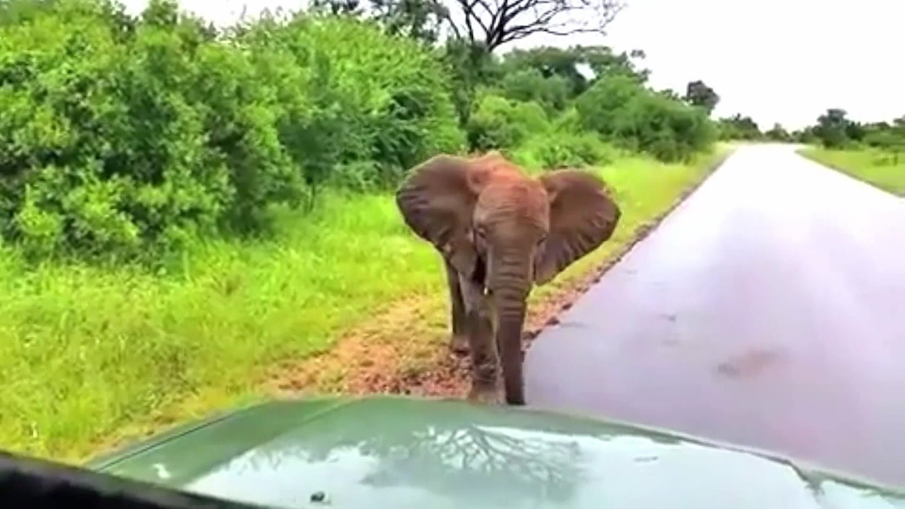 Dashcam Disasters