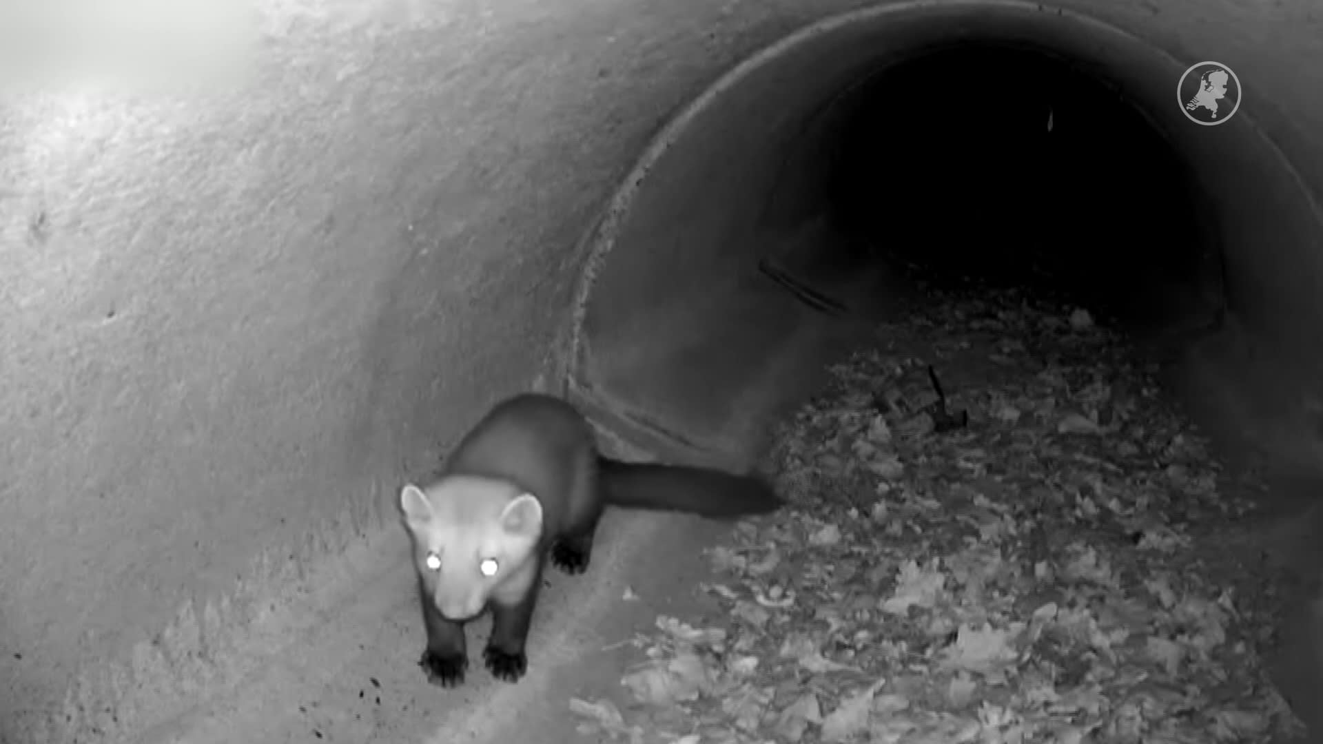 Spot jij een otter of vos? Kijk mee via de vosdeurbel