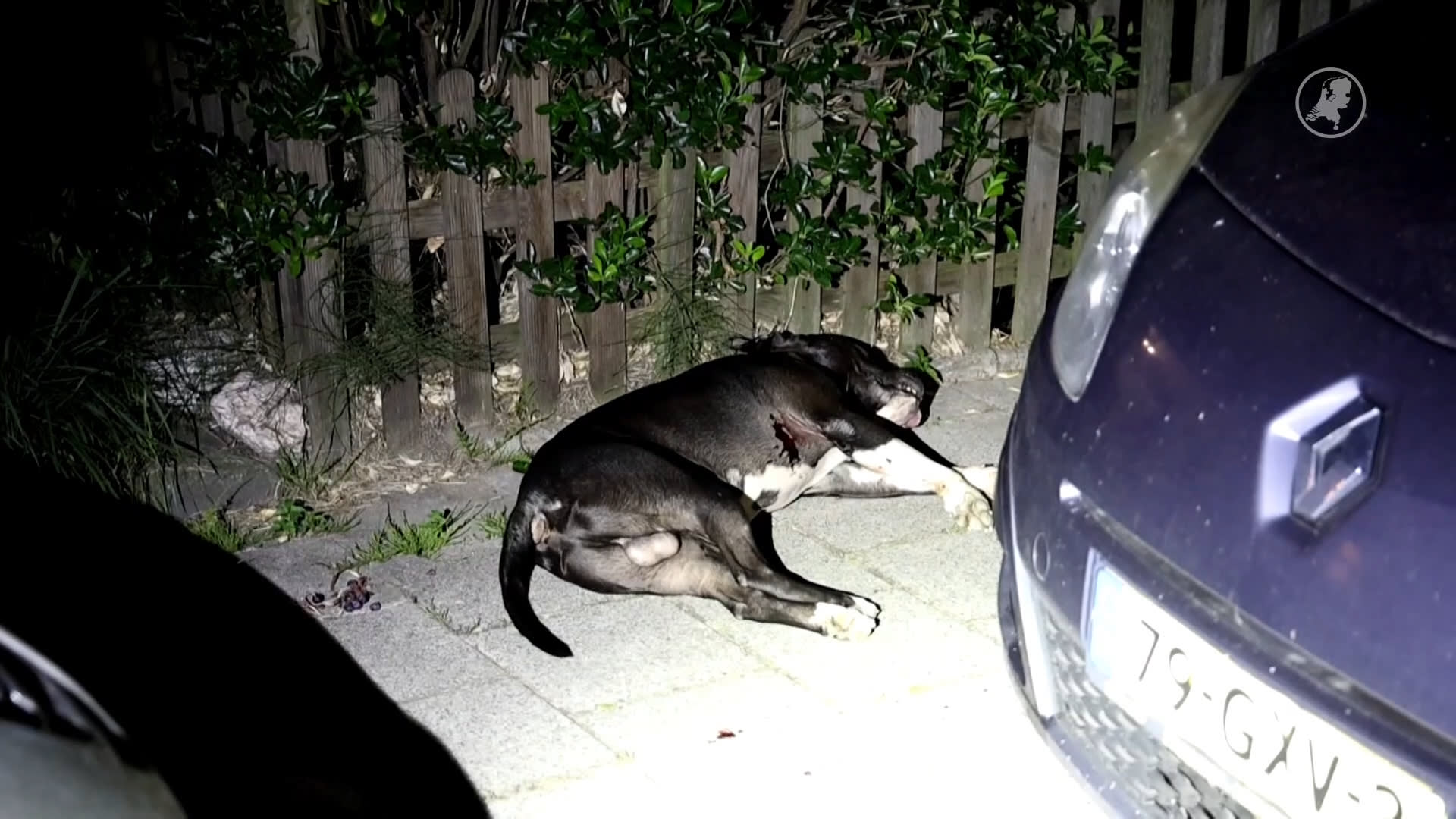 Hond doodgeschoten door politie bij vechtpartij in Haarlem