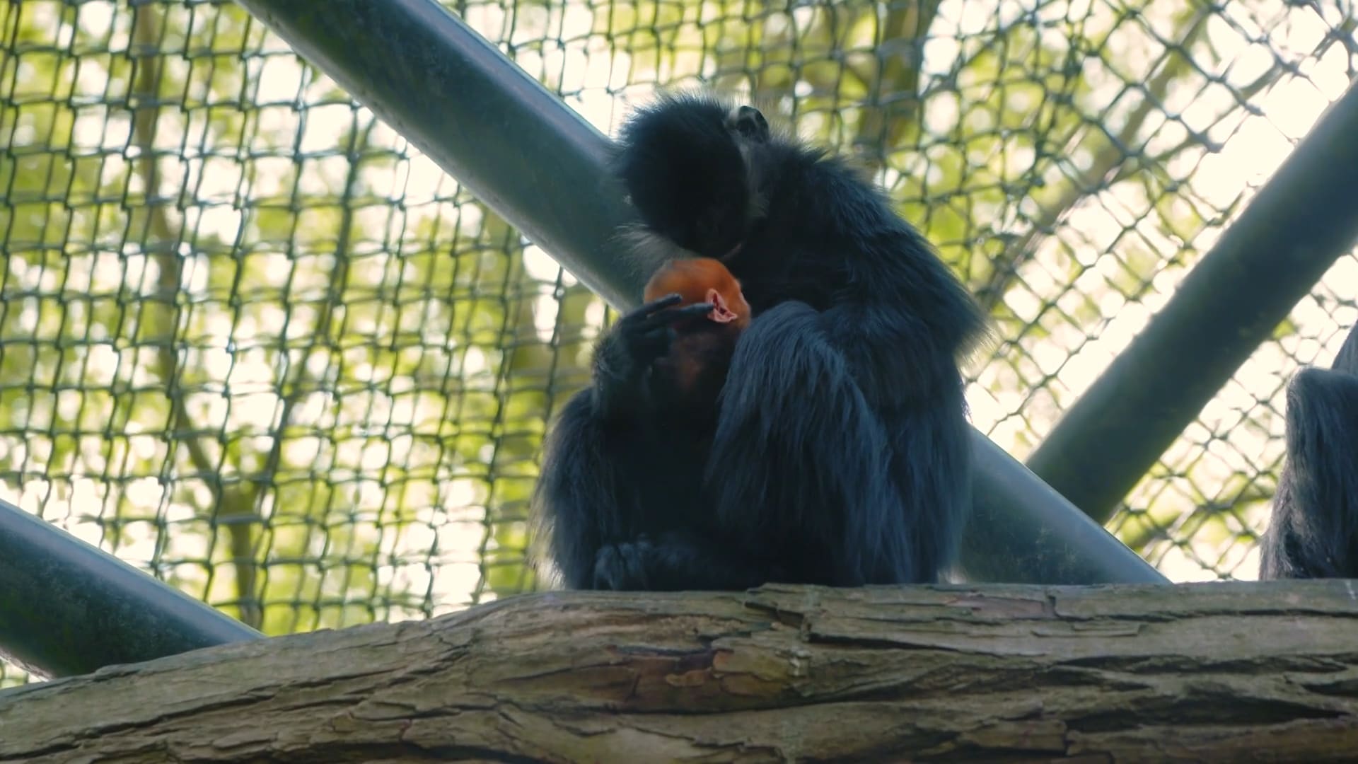 Aapje geboren in Blijdorp