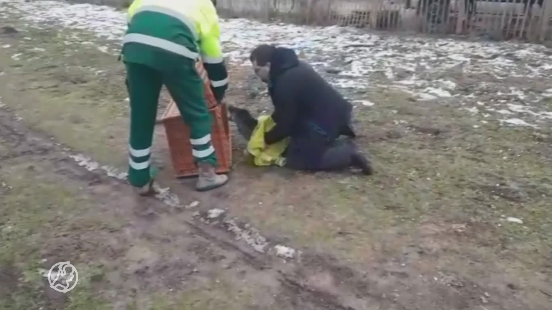 Piepjong zeehondje op avontuur in Amsterdam