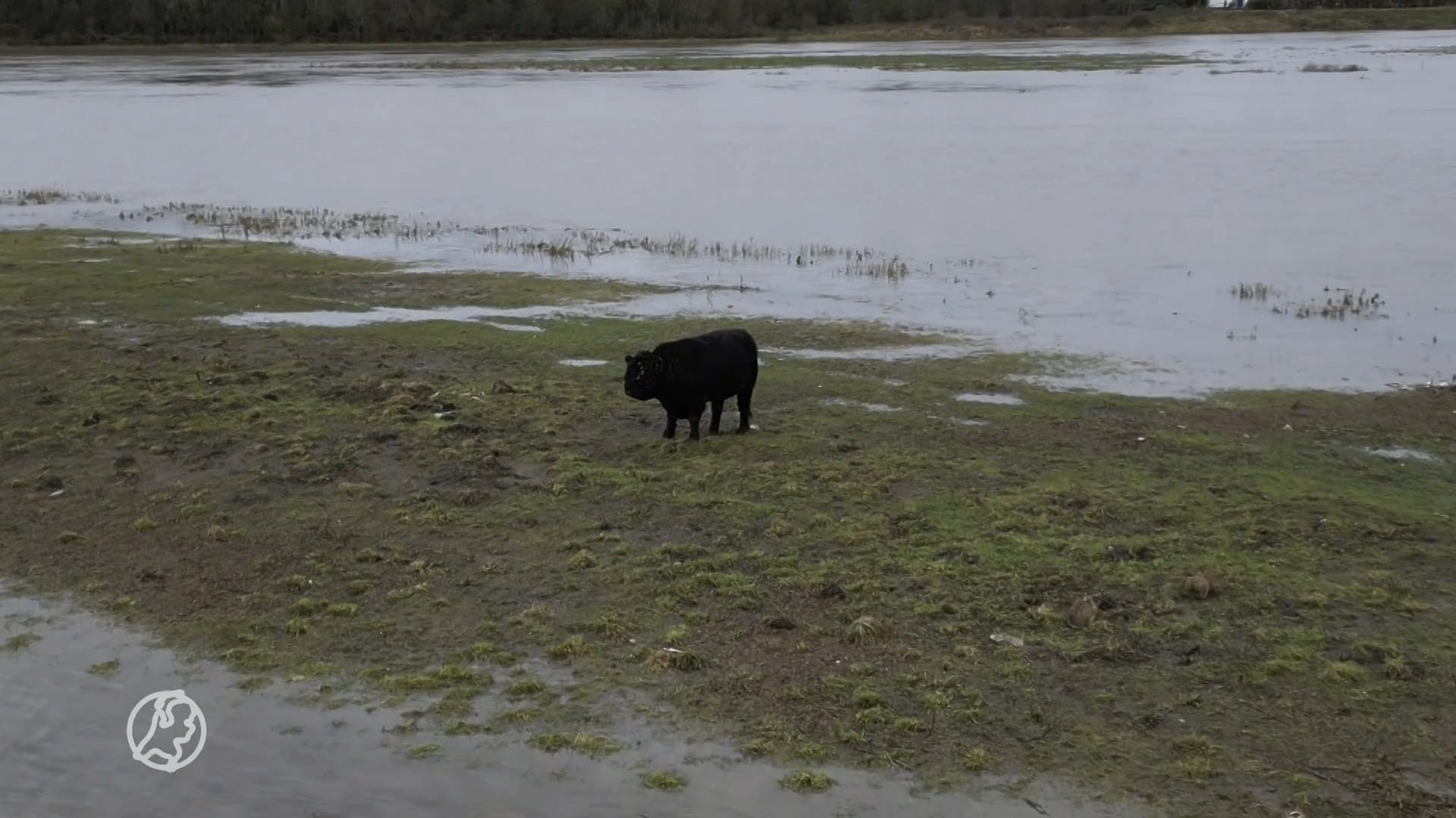 Stier ingesloten door hoogwater