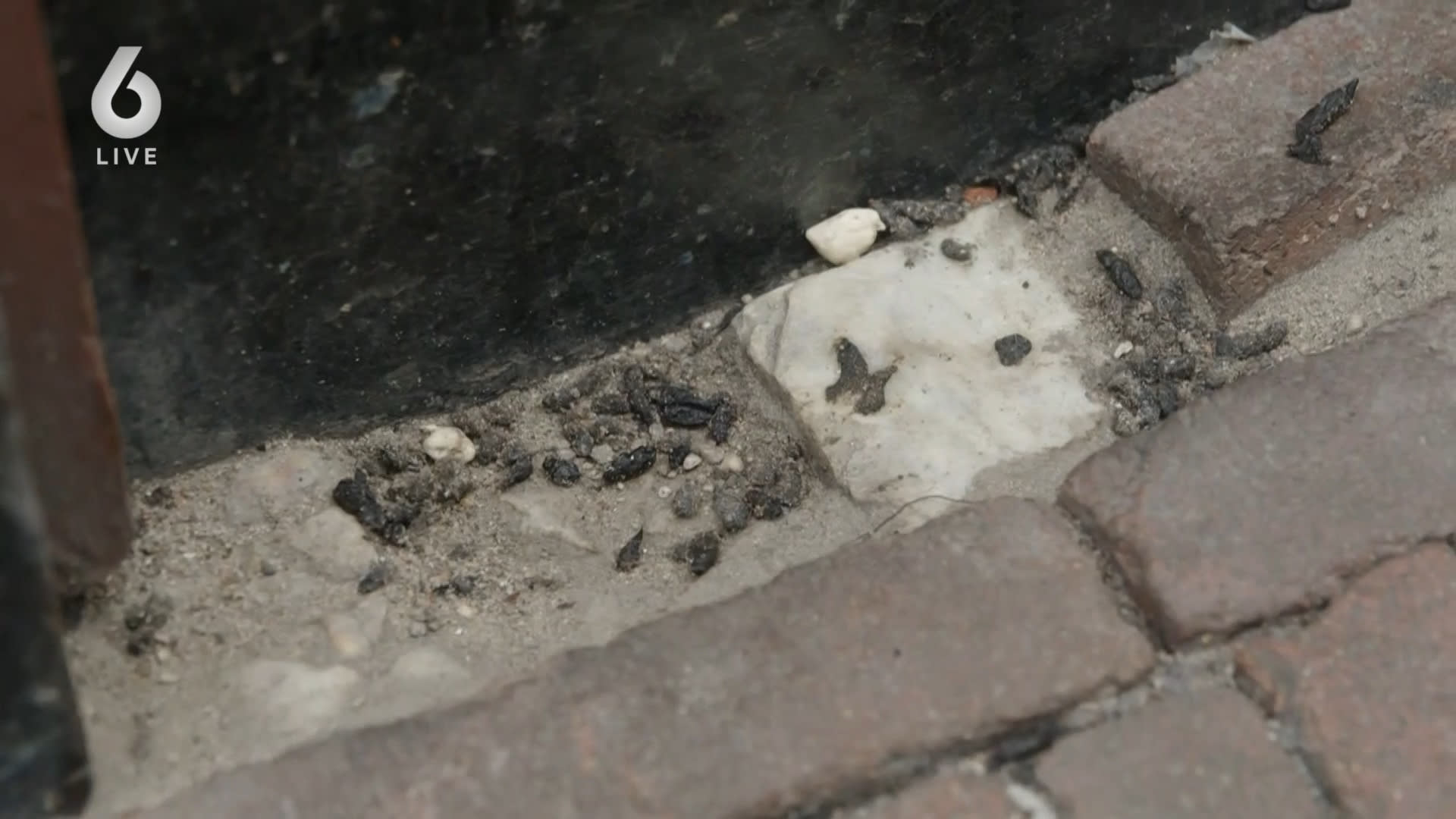 Rattenplaag teistert Amsterdam: ‘Ze knagen alles kapot’