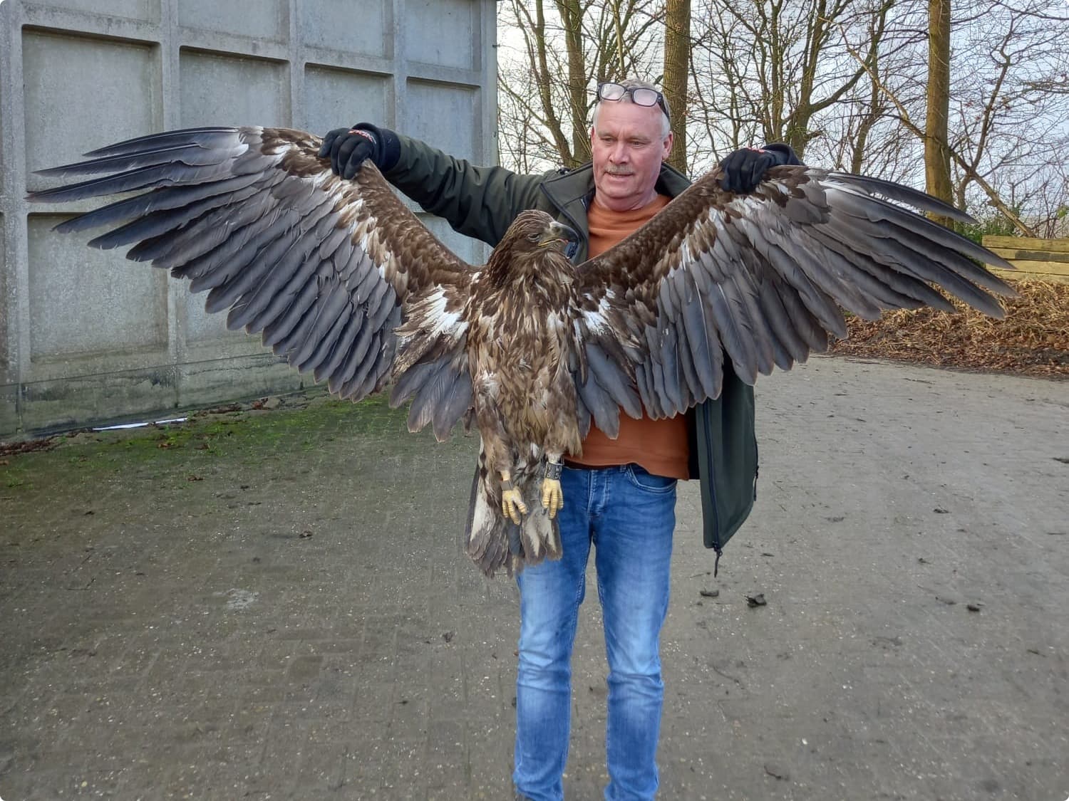 Zeearend overleden door aanvaring windturbine. Beeld: Hans Docter