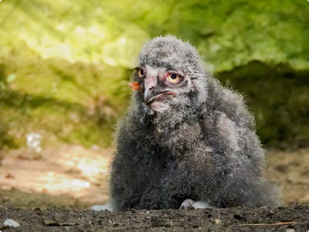 Beeld: DierenPark Amersfoort