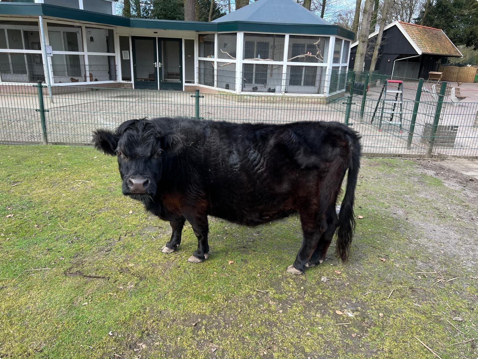 Koe Laura zondert zich nog steeds af van de andere dieren