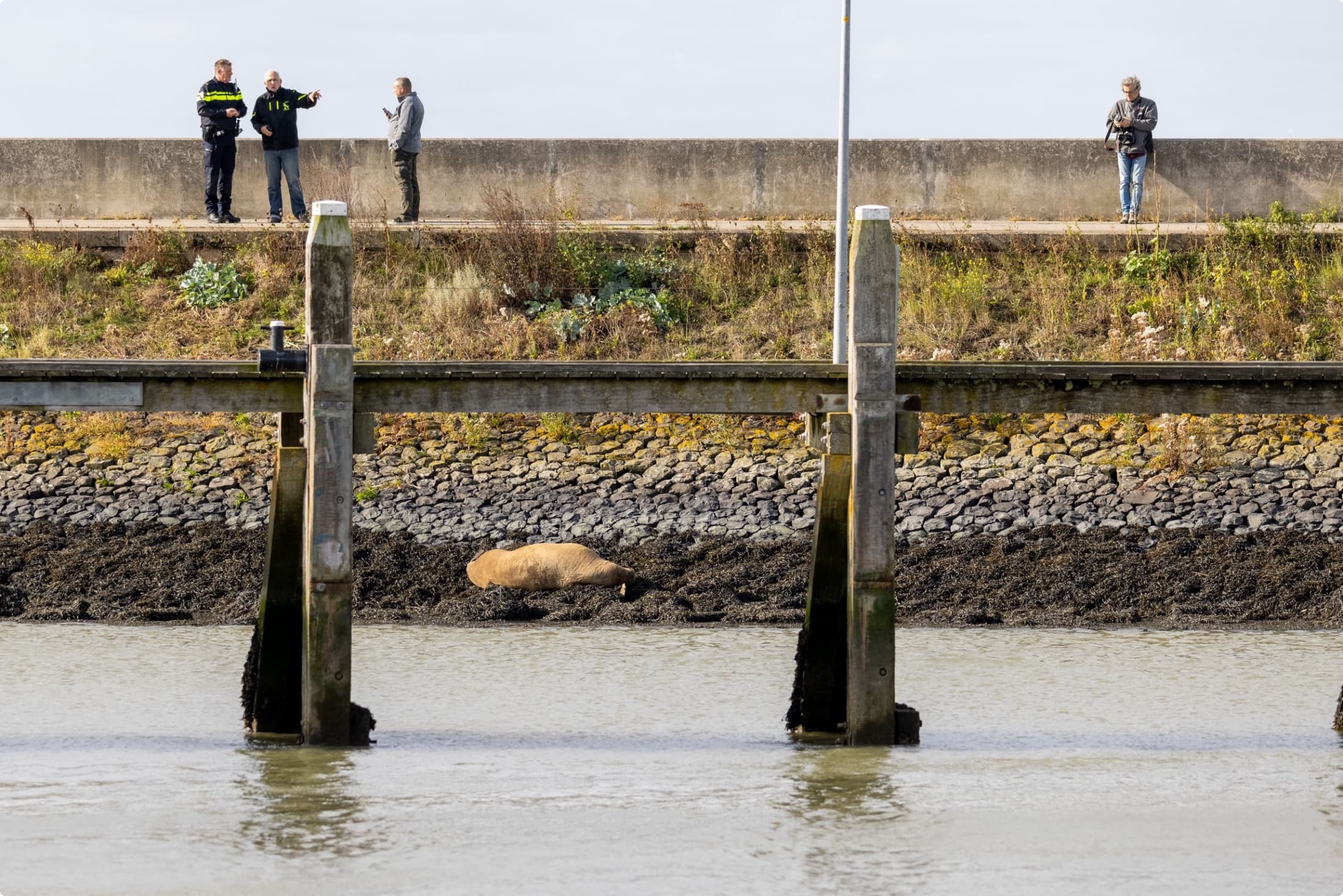 Gewonde Walrus Harlingen