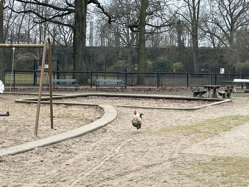 Een haan in het Julianapark