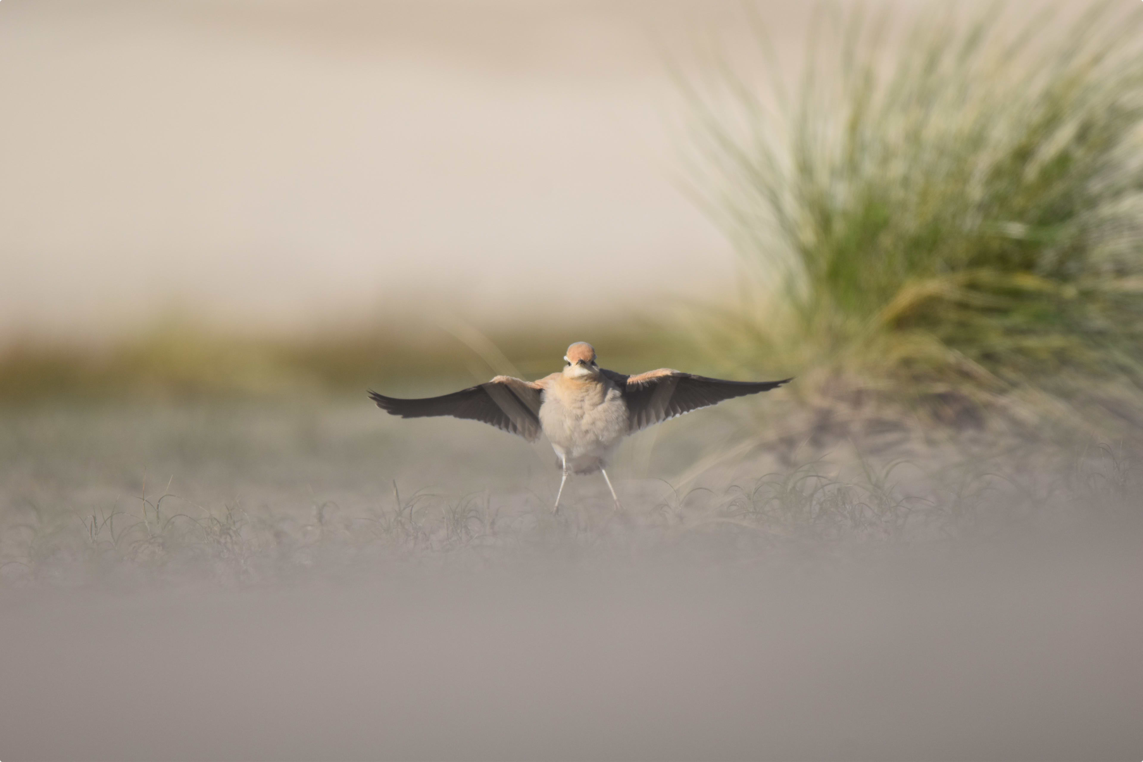 Voor het eerst in 35 jaar een renvogel gespot in Nederland door boswachter Daan 