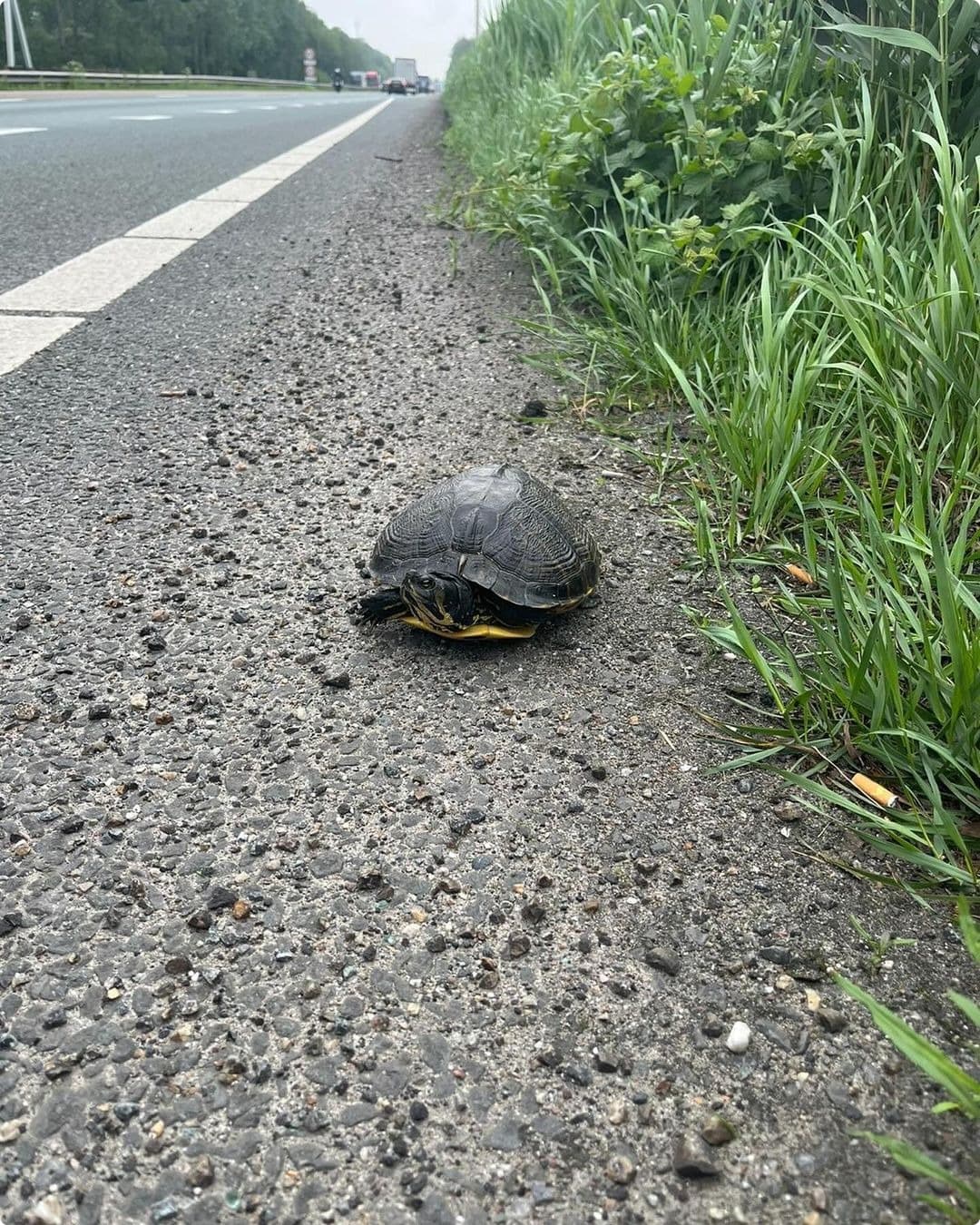 De schildpad langs de A67. Beeld: Politie