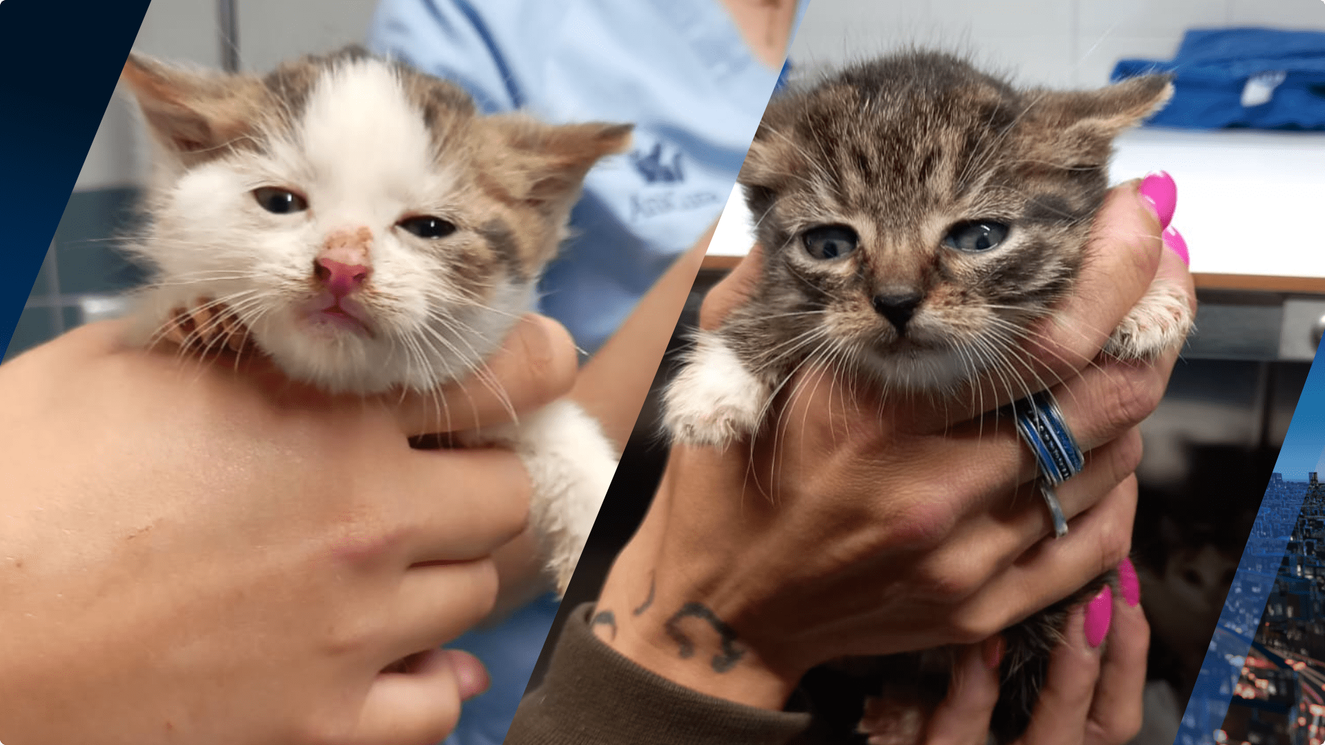 De gevonden kittens in Sleeuwijk. Beeld: Stichting Dierenambulance Altena