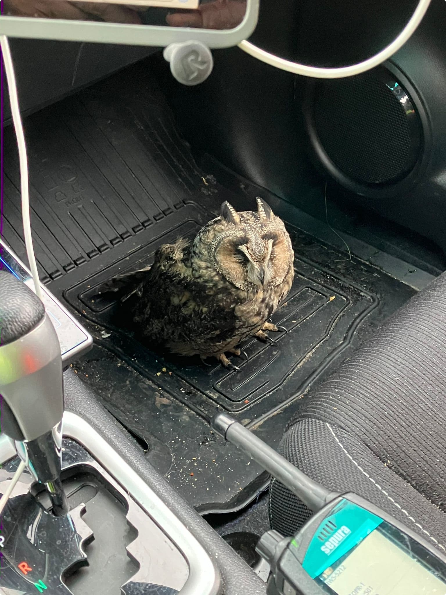 Weginspecteur Rijkswaterstaat krijgt bijzondere passagier in auto. Beeld: Rijkswaterstaat