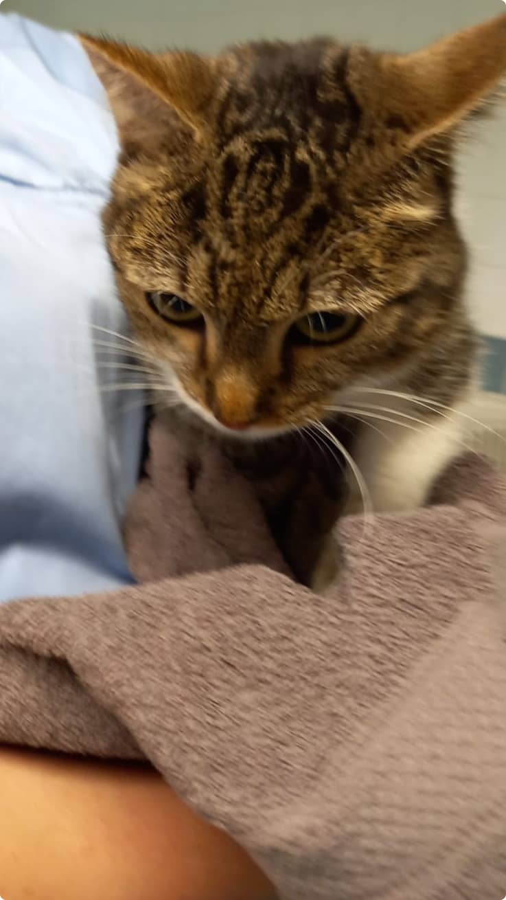 Een van de gevonden katten in Sleeuwijk. Beeld: Stichting Dierenambulance Altena