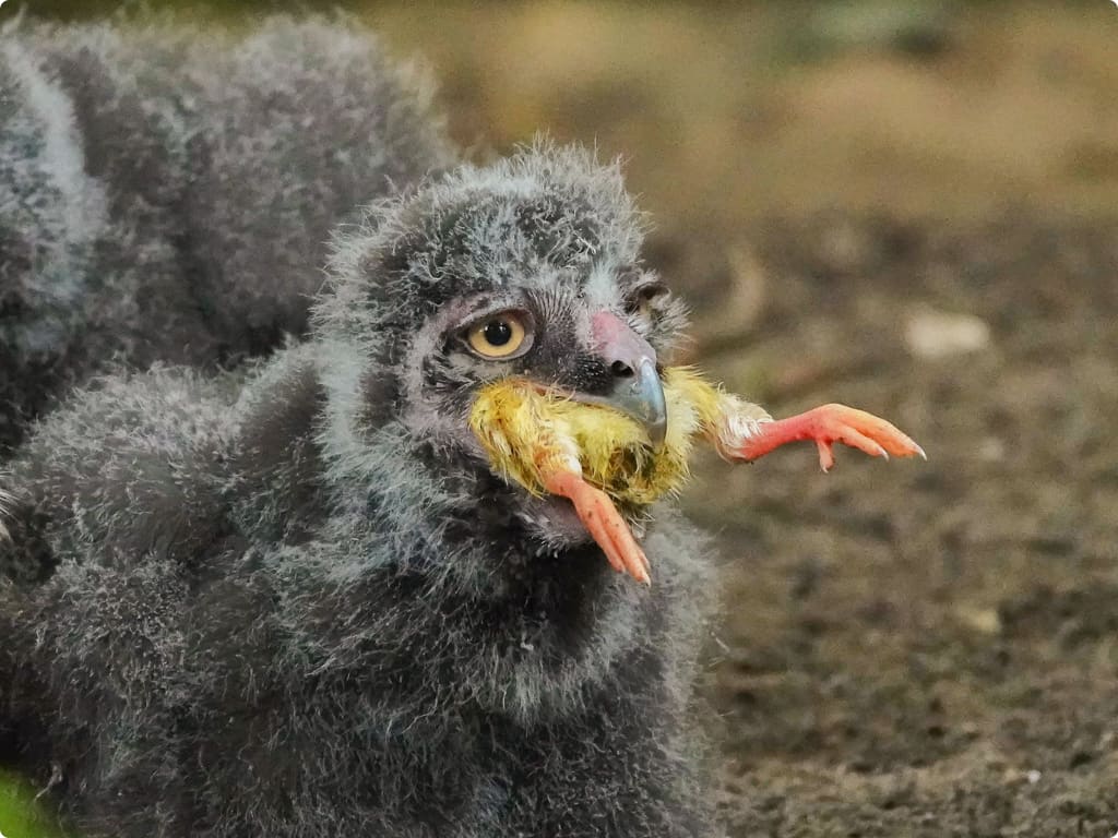 Beeld: DierenPark Amersfoort