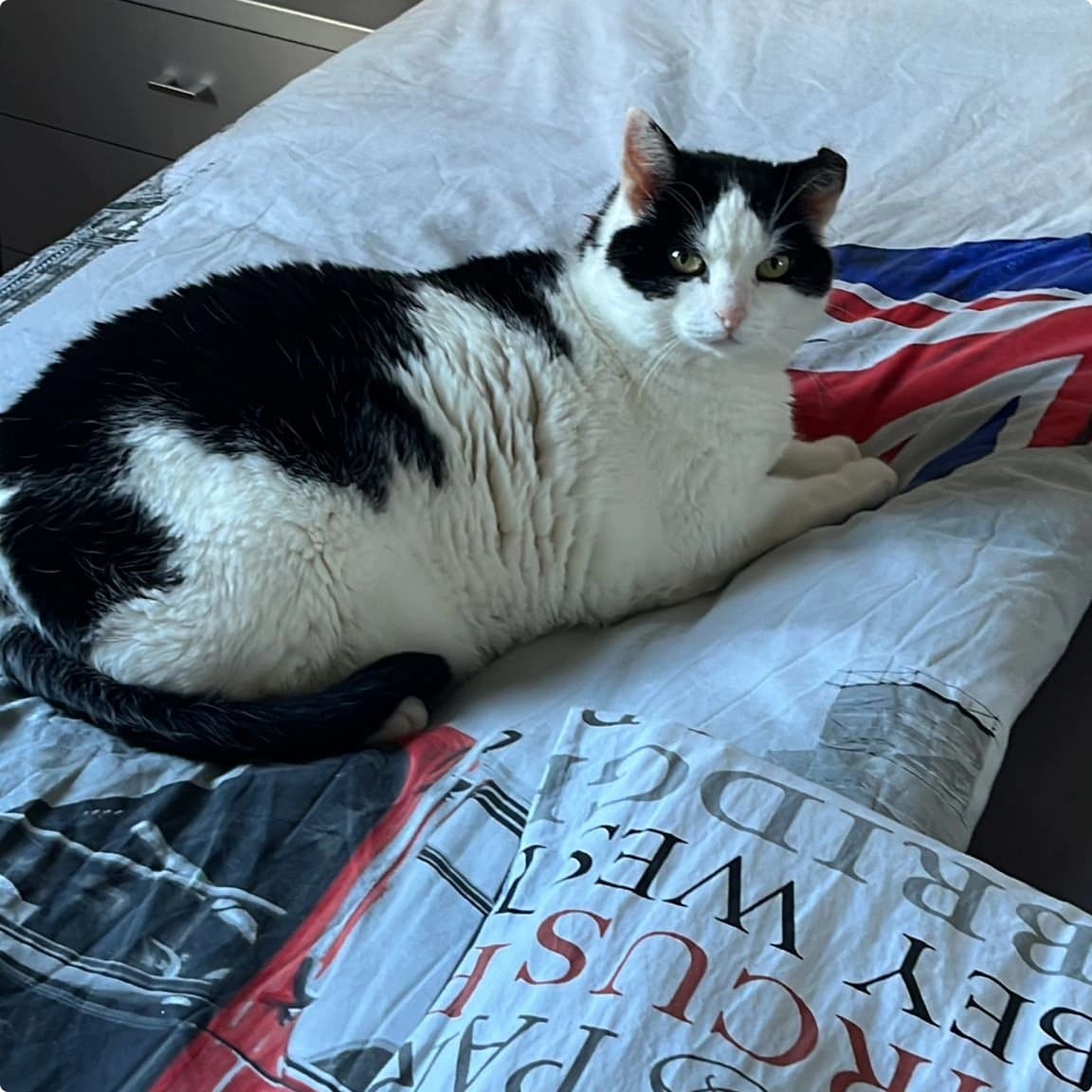 Kat Joris is aangevallen door twee honden en hierdoor overleden.