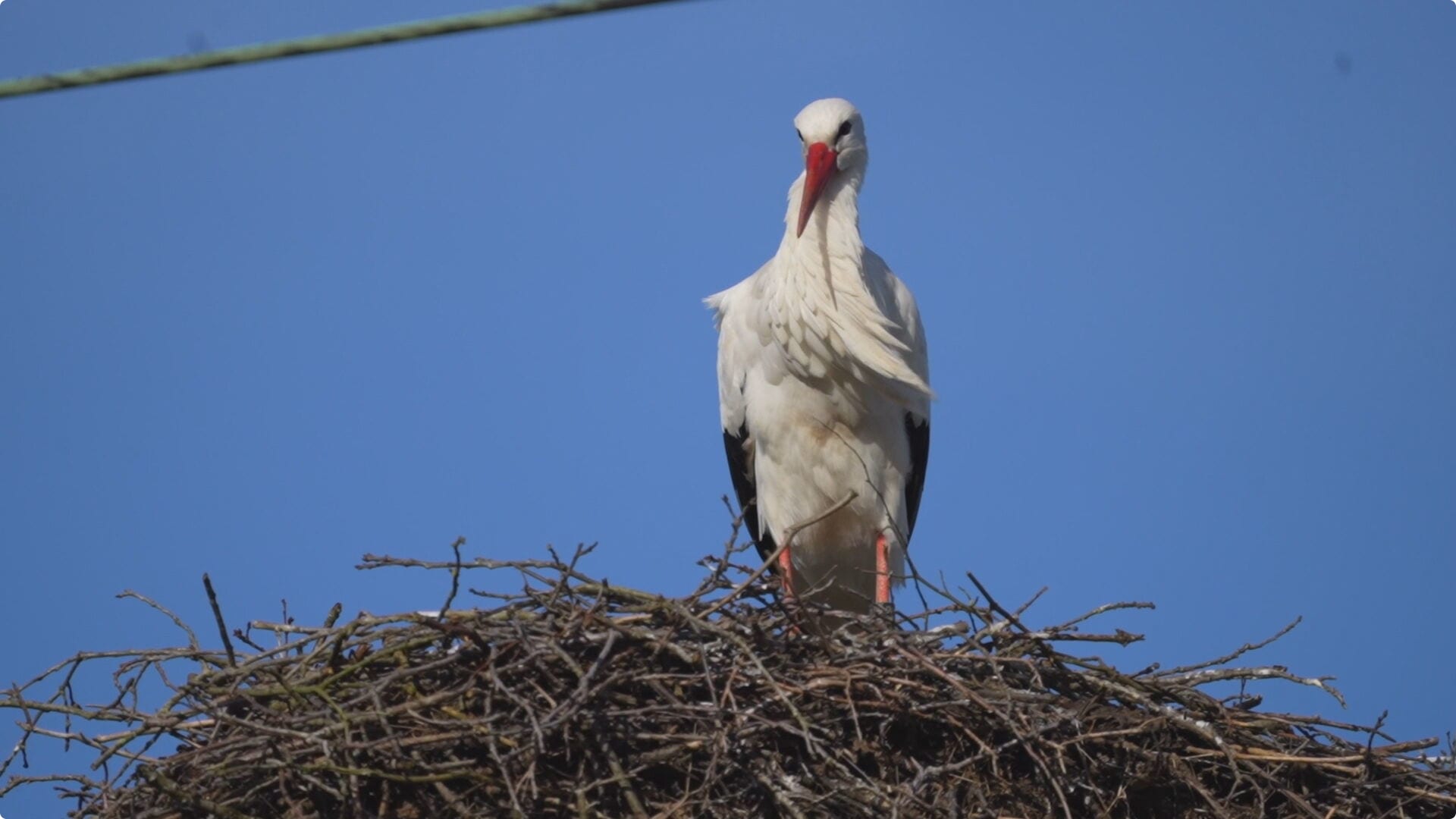 Ooienvaars boven spoor in Nuenen weer terug. Beeld: SQ Vision 