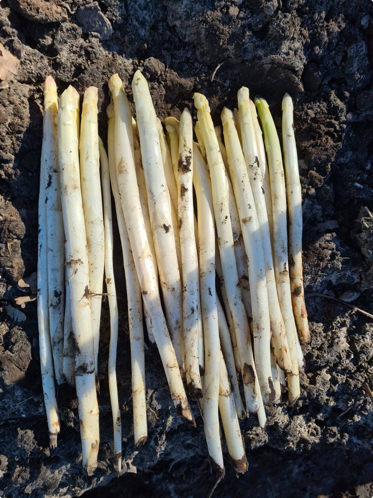 De opbrengst van de eerste keer asperges steken in 2021. Foto's: Asperges familie Tielemans