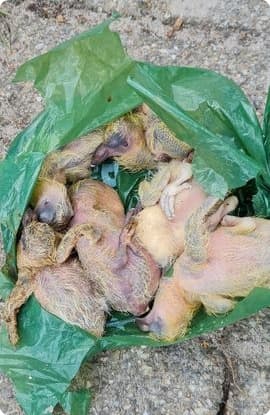 De gevonden duiven in een afvalzakje