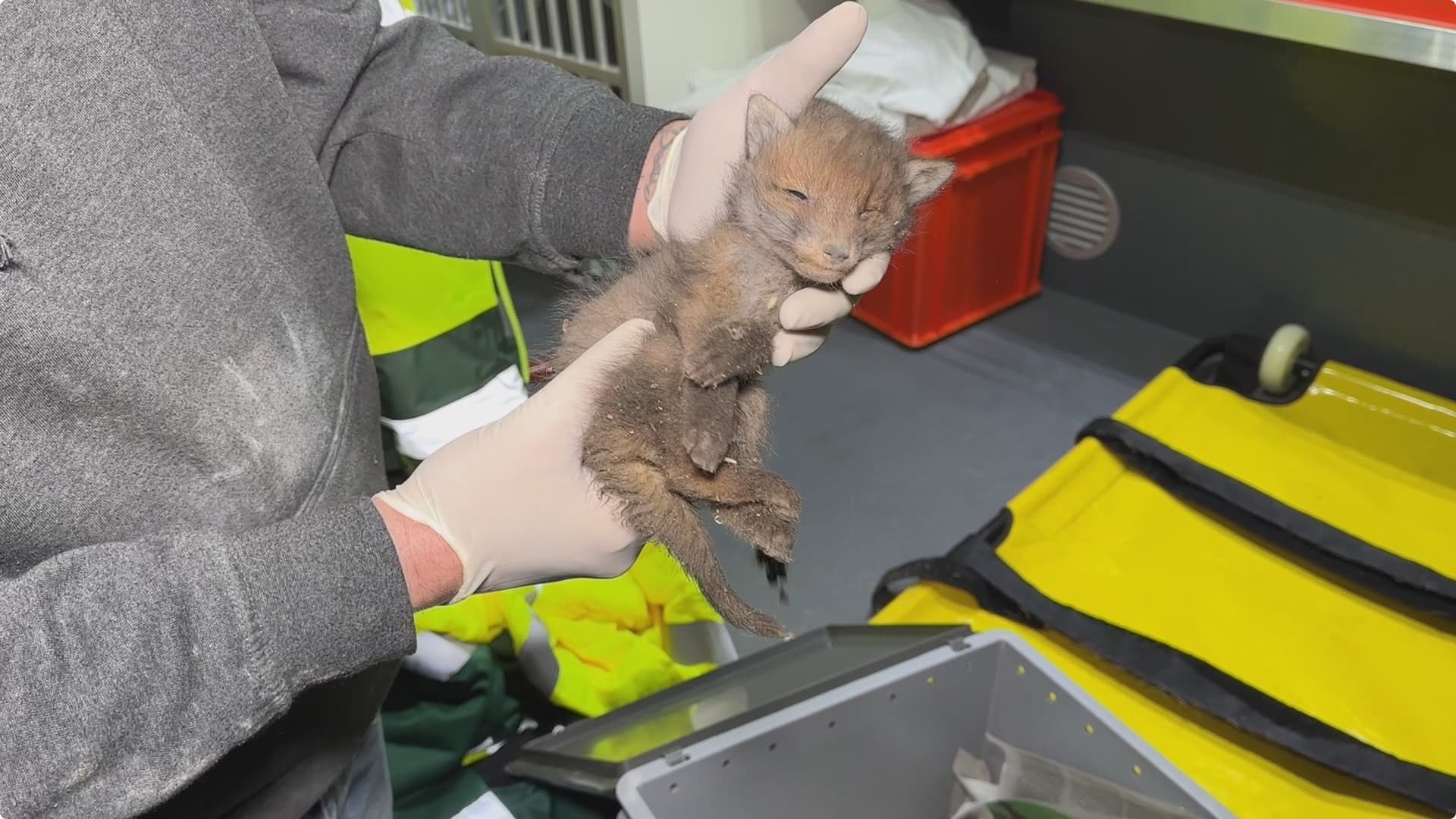 Babyvosjes in woning ontdekt