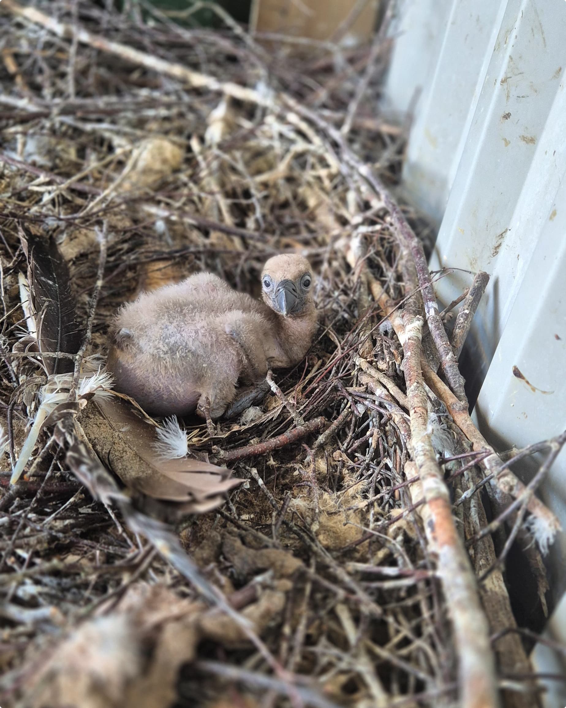 Beeld: Diergaarde Blijdorp