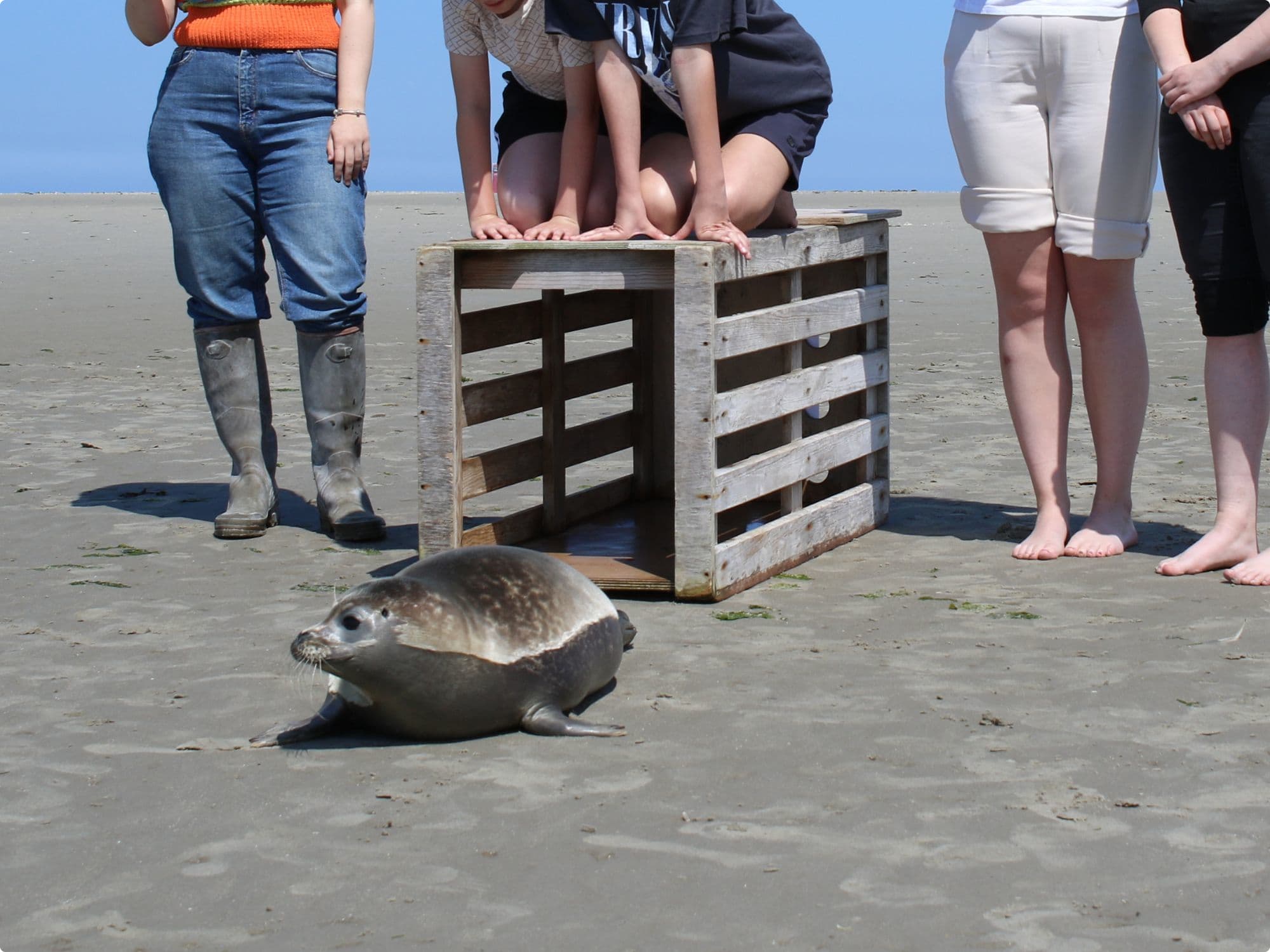 Toen zeehond Kiwi werd vrijgelaten in juli 2024. Beeld: Zeehondencentrum Pieterburen
