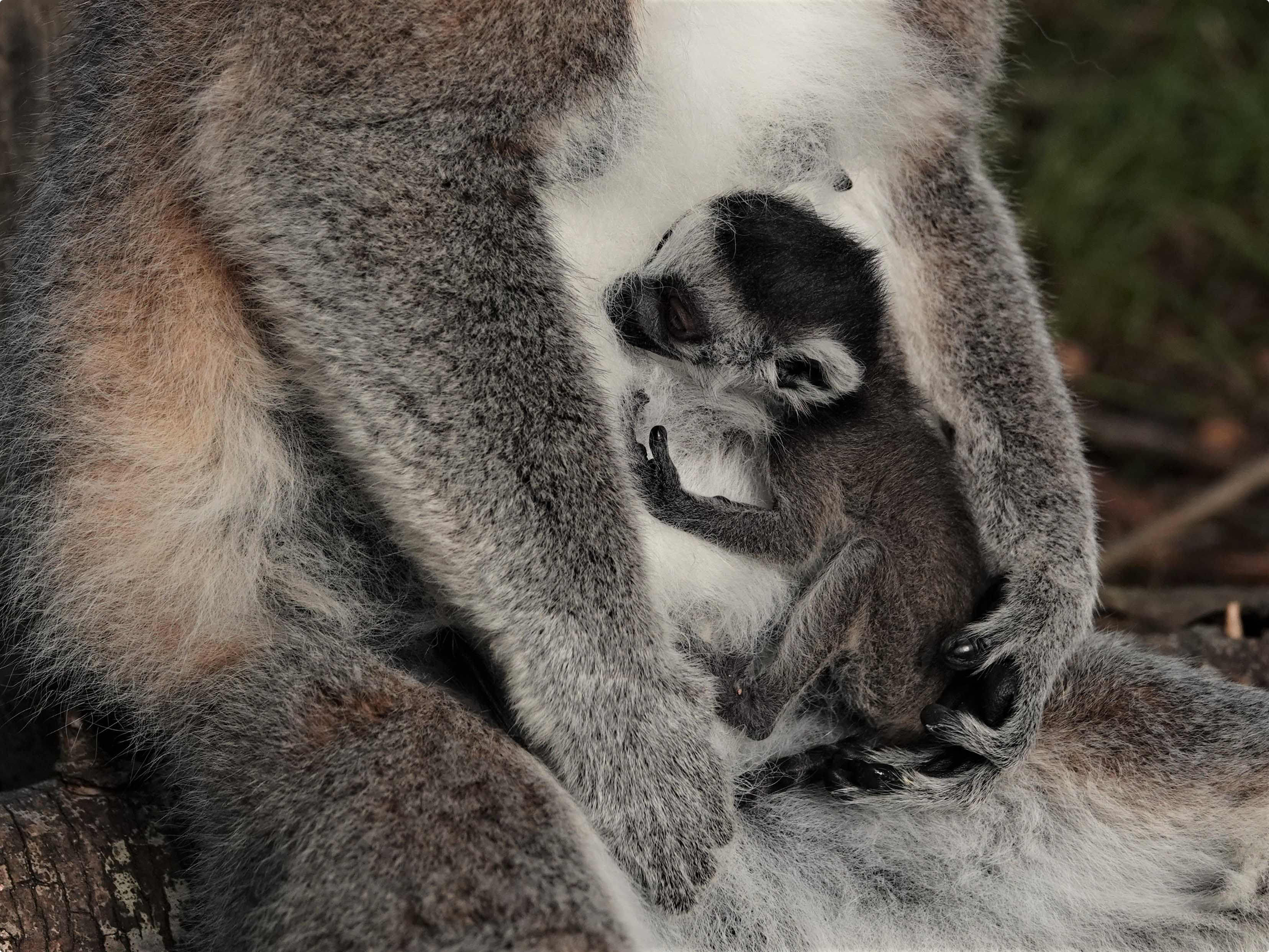 Moeder beschermt jonge ringstaartmaki in DierenPark Amersfoort. Beeld: DierenPark Amersfoort.