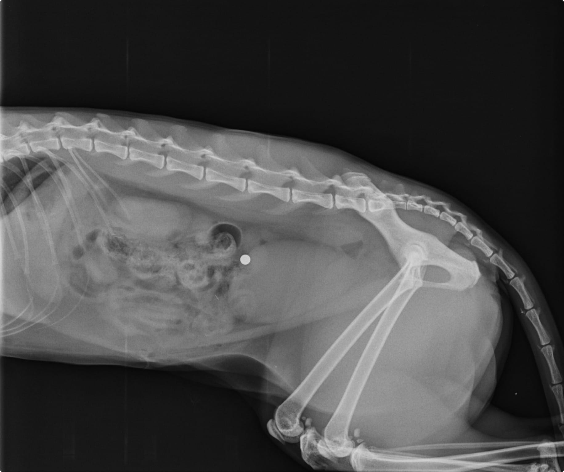 De röntgenfoto van Bo. Beeld: Dierendokter Zandvoort