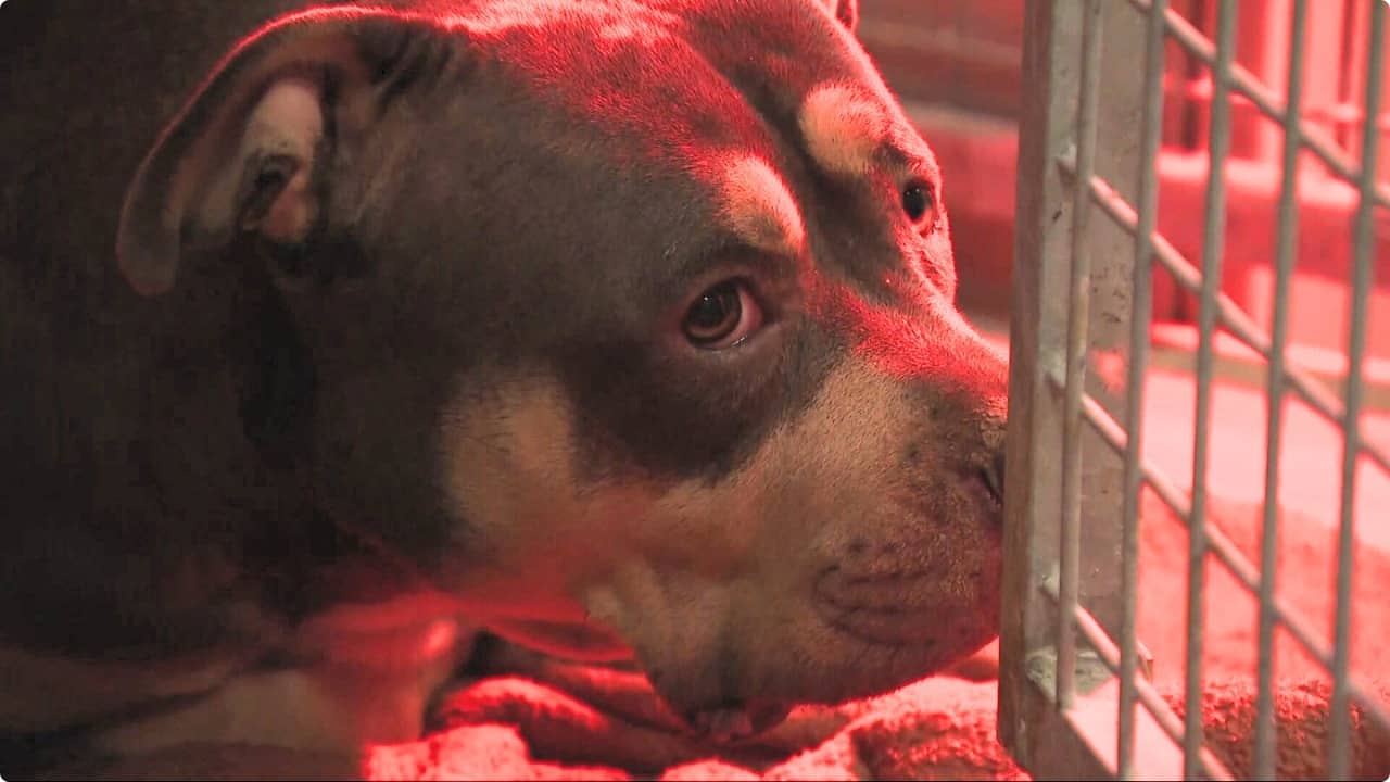 De hond in de opvang. Foto: Het achtergelaten hondje. Beeld: Dierenambulance West Nederland