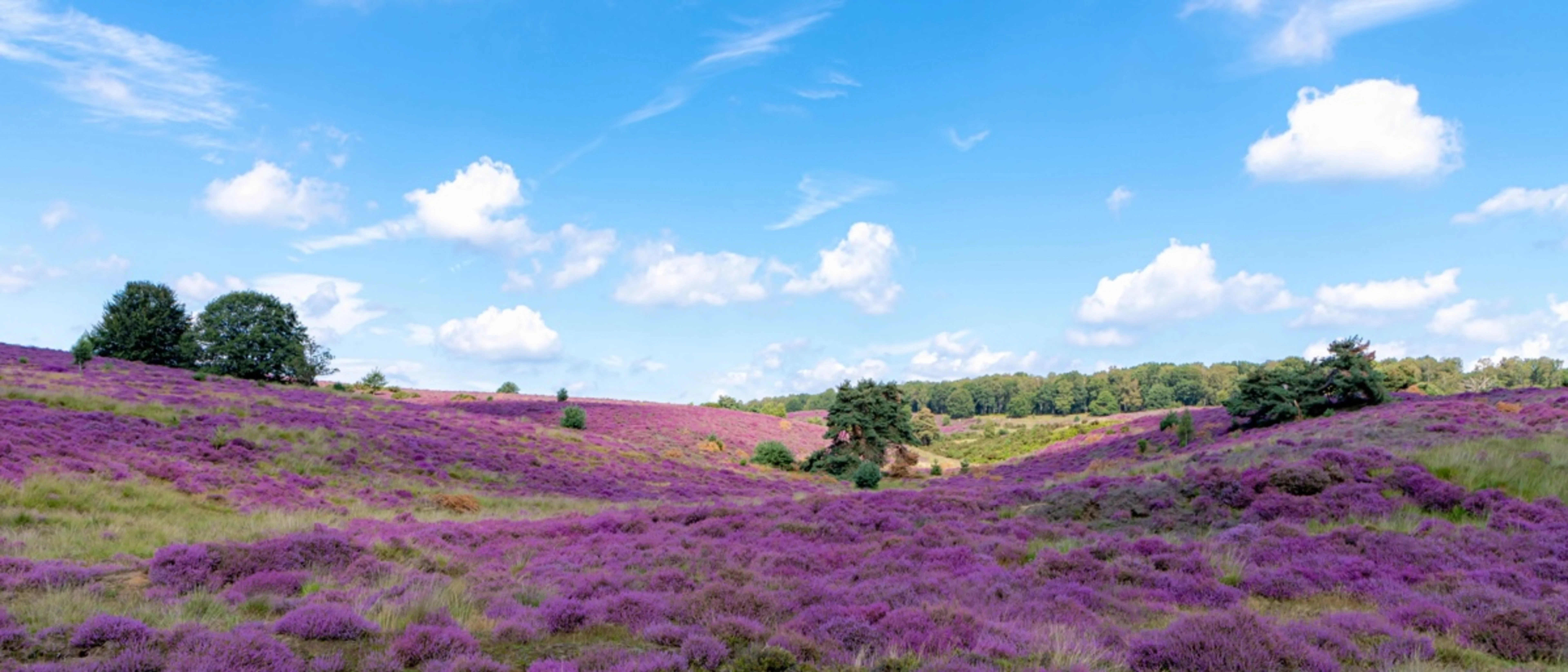 Regio Gelderland Nieuws