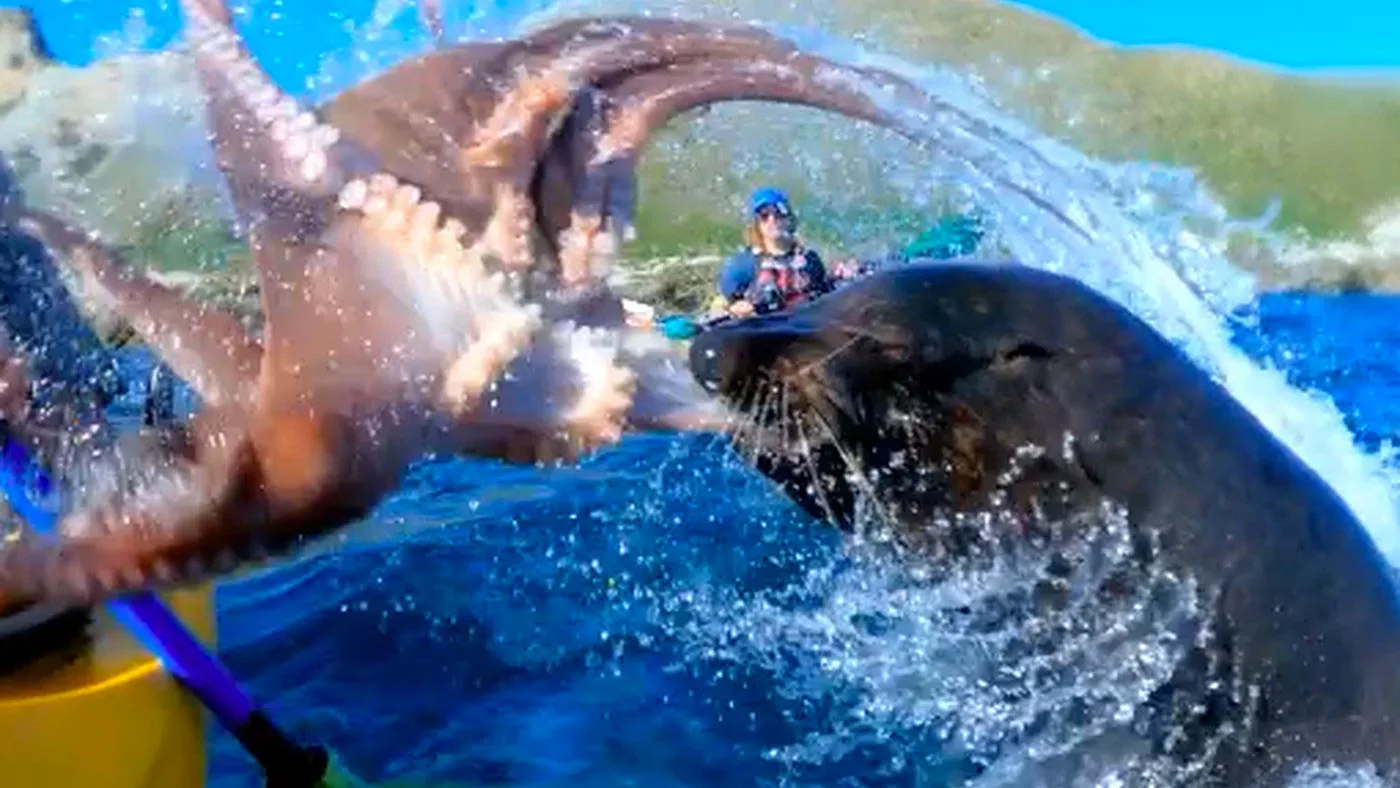 Zeehond slaat man in kayak met een octopus