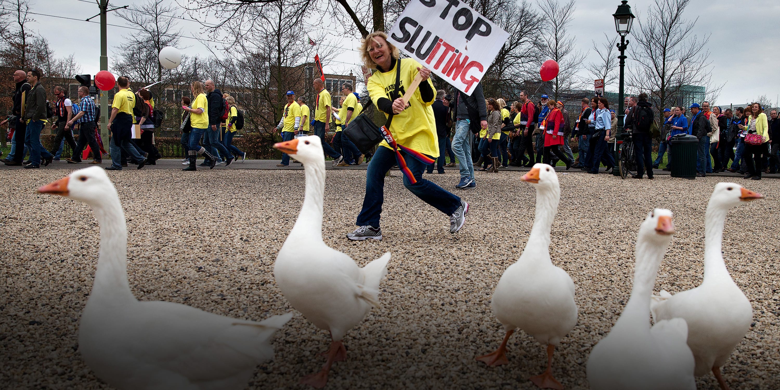 Partij voor de Dieren-politicus stemde per ongeluk voor afschieten ganzen