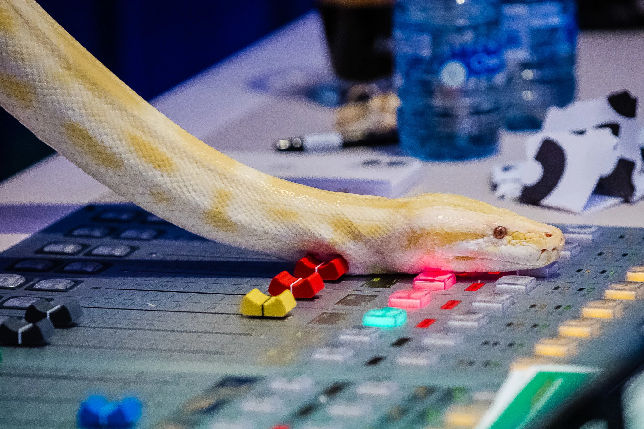 Wat een beest! Freek Vonk kwam niet alleen naar de studio... 😱