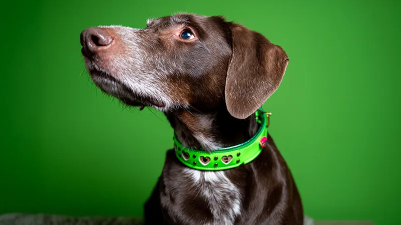 Huisje Voor Een Beestje: Dit is Marru! 🐶