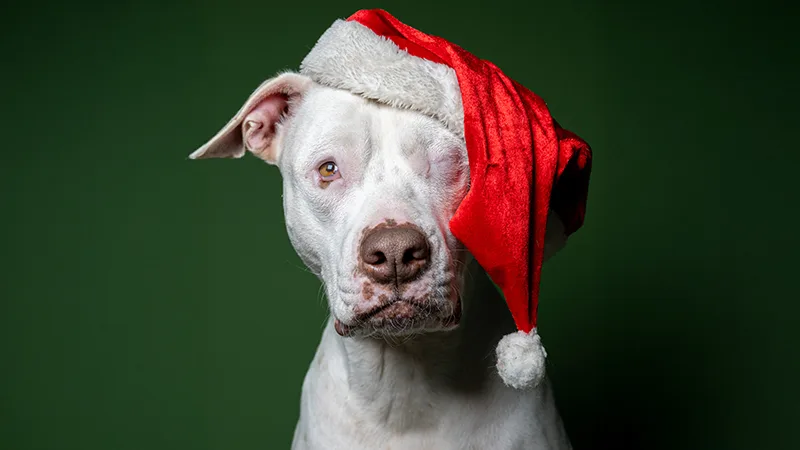 Huisje Voor Een Beestje: Dit is Cowboy! 🐶