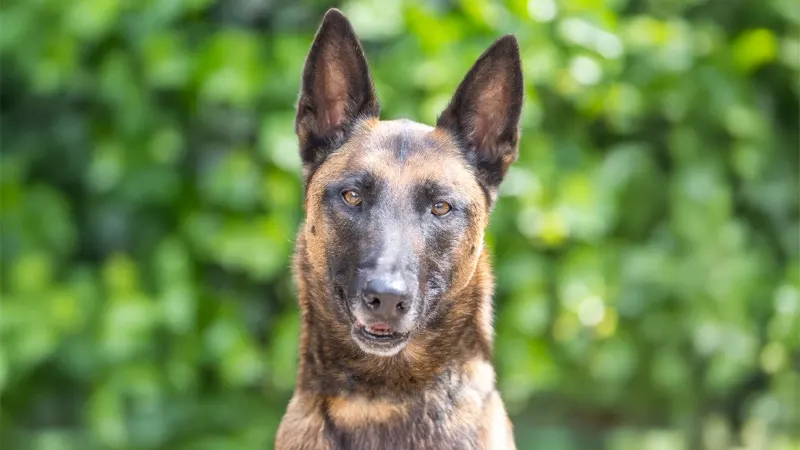 Huisje Voor Een Beestje: Dit is Gina! 🐶