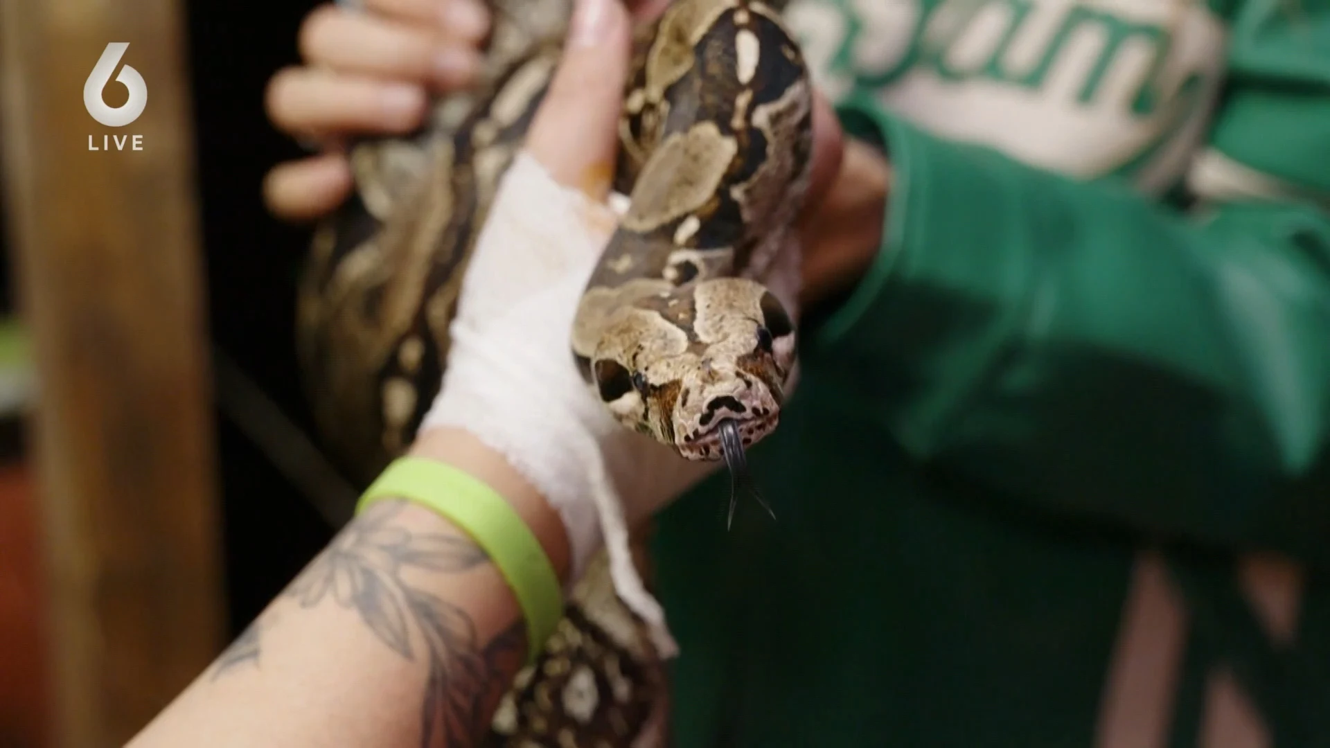 Reptielenopvang overvol door impulsaankopen en sociale media: 'Mensen weten niet hoe groot ze worden'