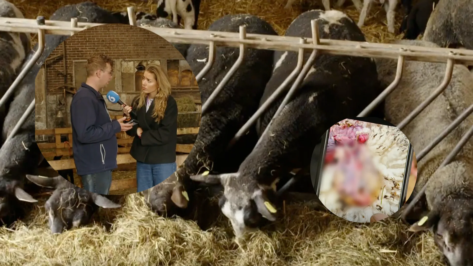 LTO Noord wil Duitse wolvenaanpak naar Nederland halen