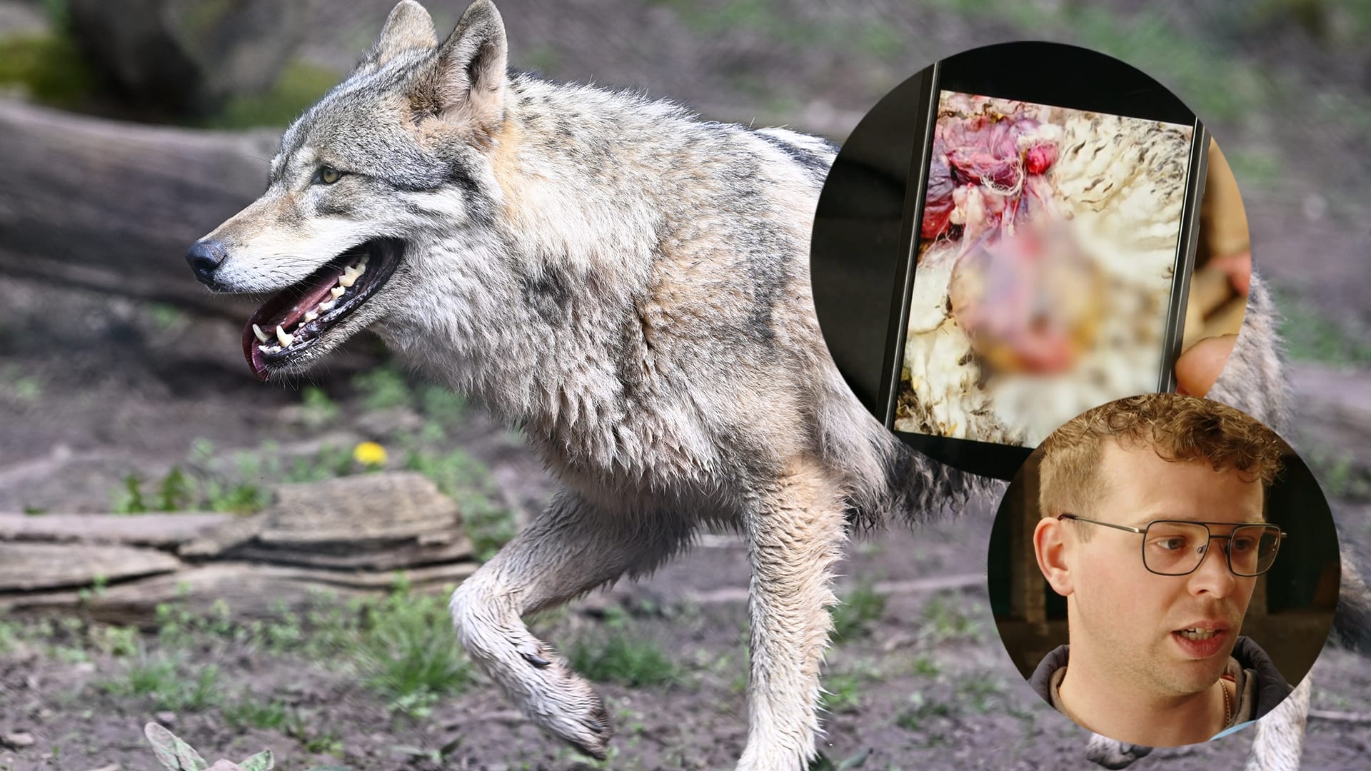 Moet de Duitse wolvenaanpak naar Nederland? 'Vrouw in gezicht gebeten'