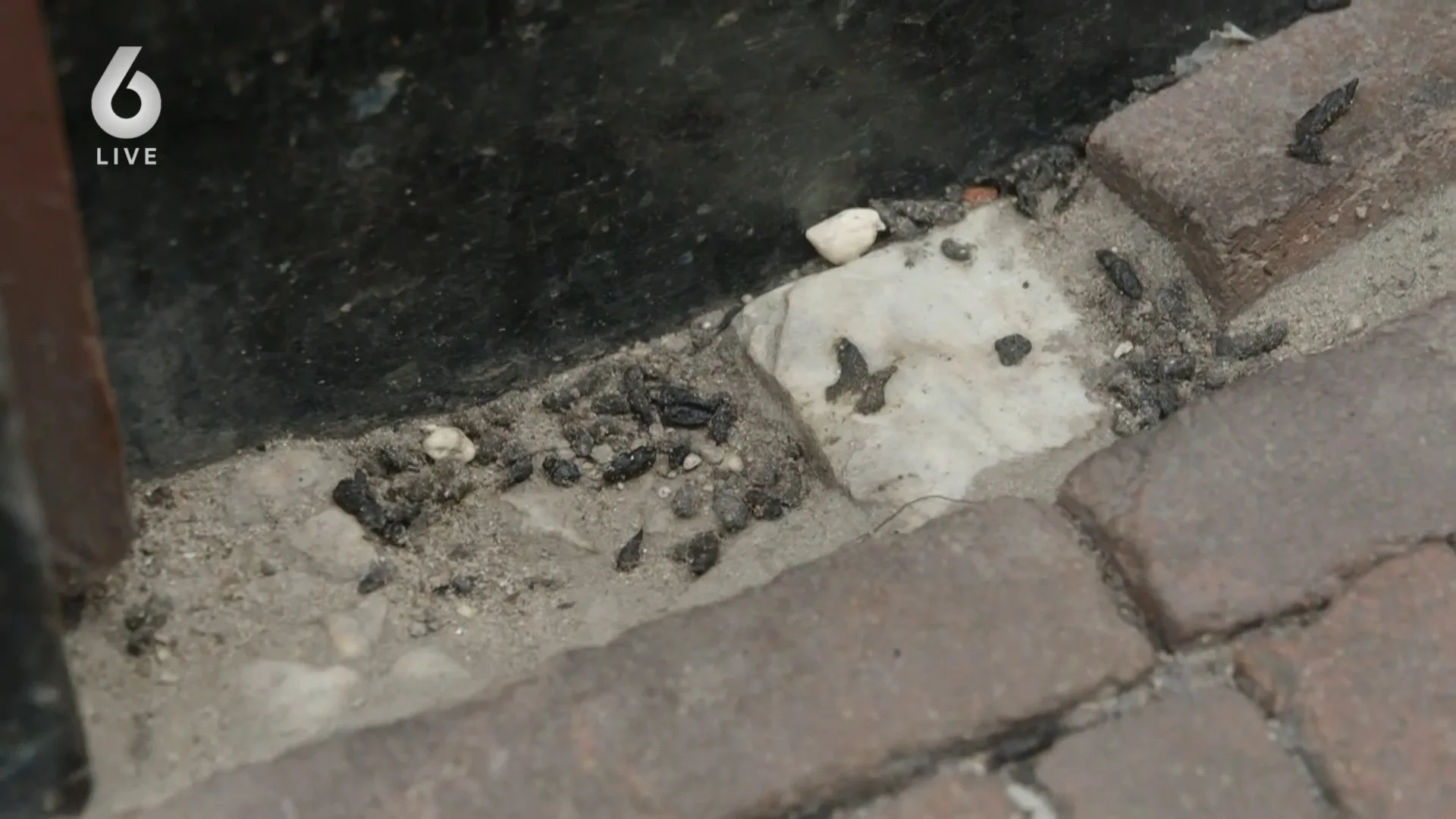 Rattenplaag teistert Amsterdam: ‘Ze knagen alles kapot’