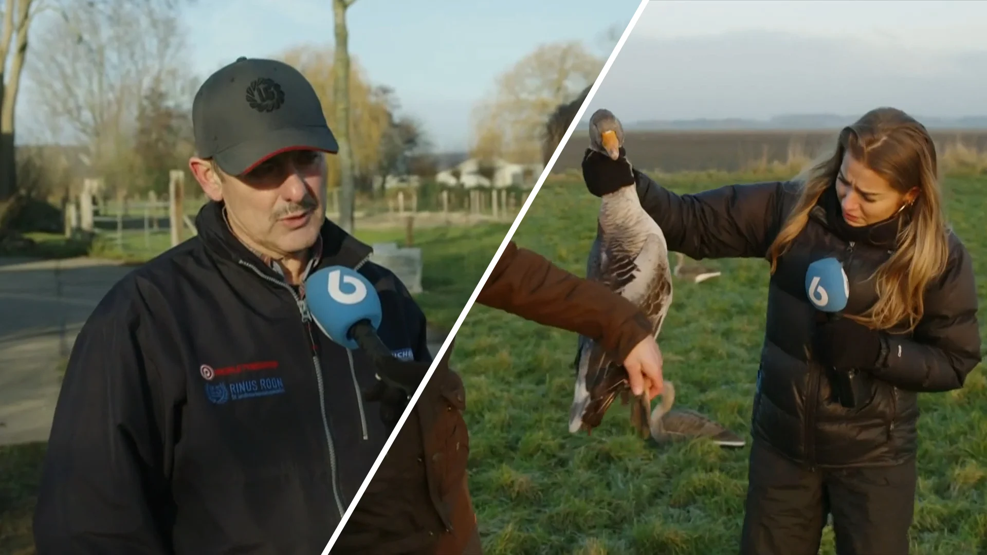 Ganzen doorn in het oog voor boeren: 'Schijten hele land onder'